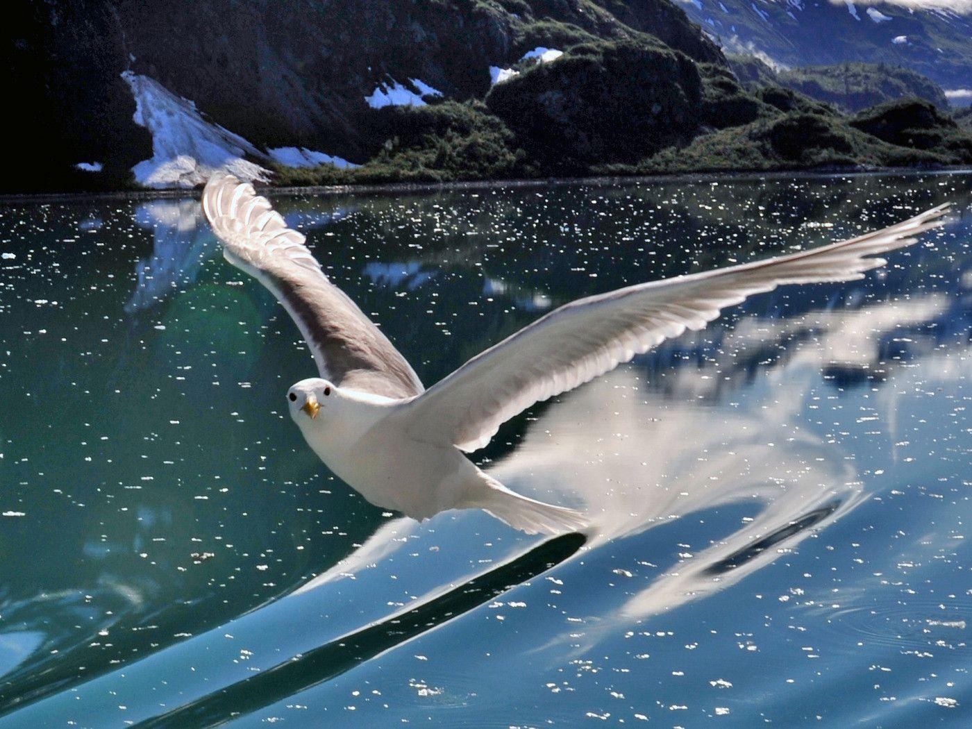 1400x1050 Glorious Seagull Flying over Water widescreen wallpaper. Wide, Desktop