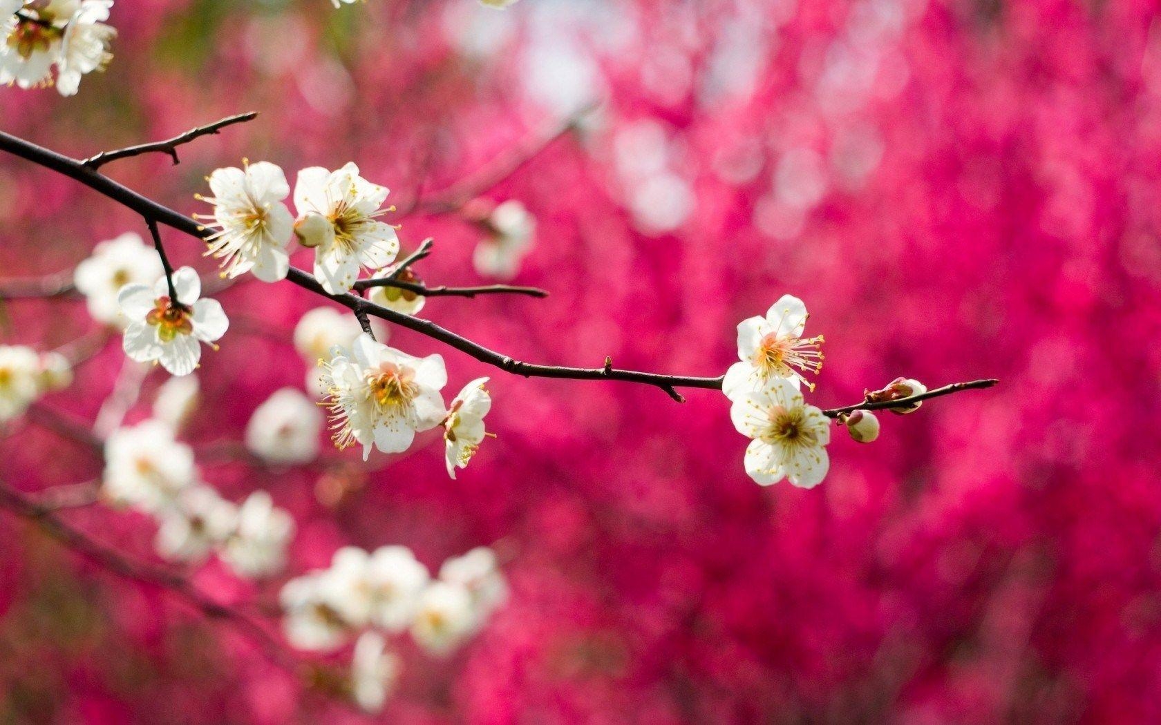 1680x1050 Bloom Flowers White Branches Spring Nature HD Wallpaper, Desktop