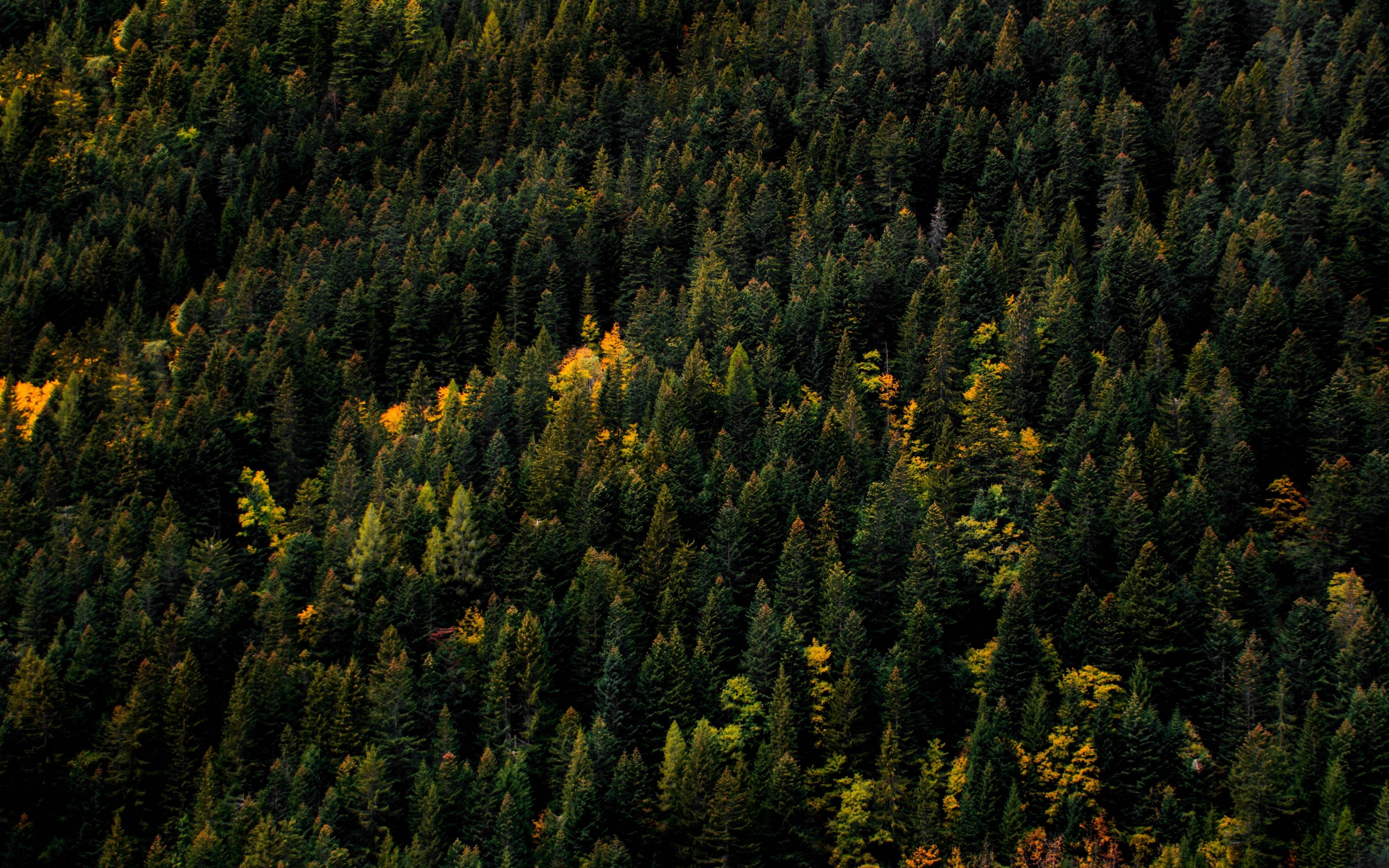 3840x2400 Download wallpaper  trees, aerial view, forest, Desktop