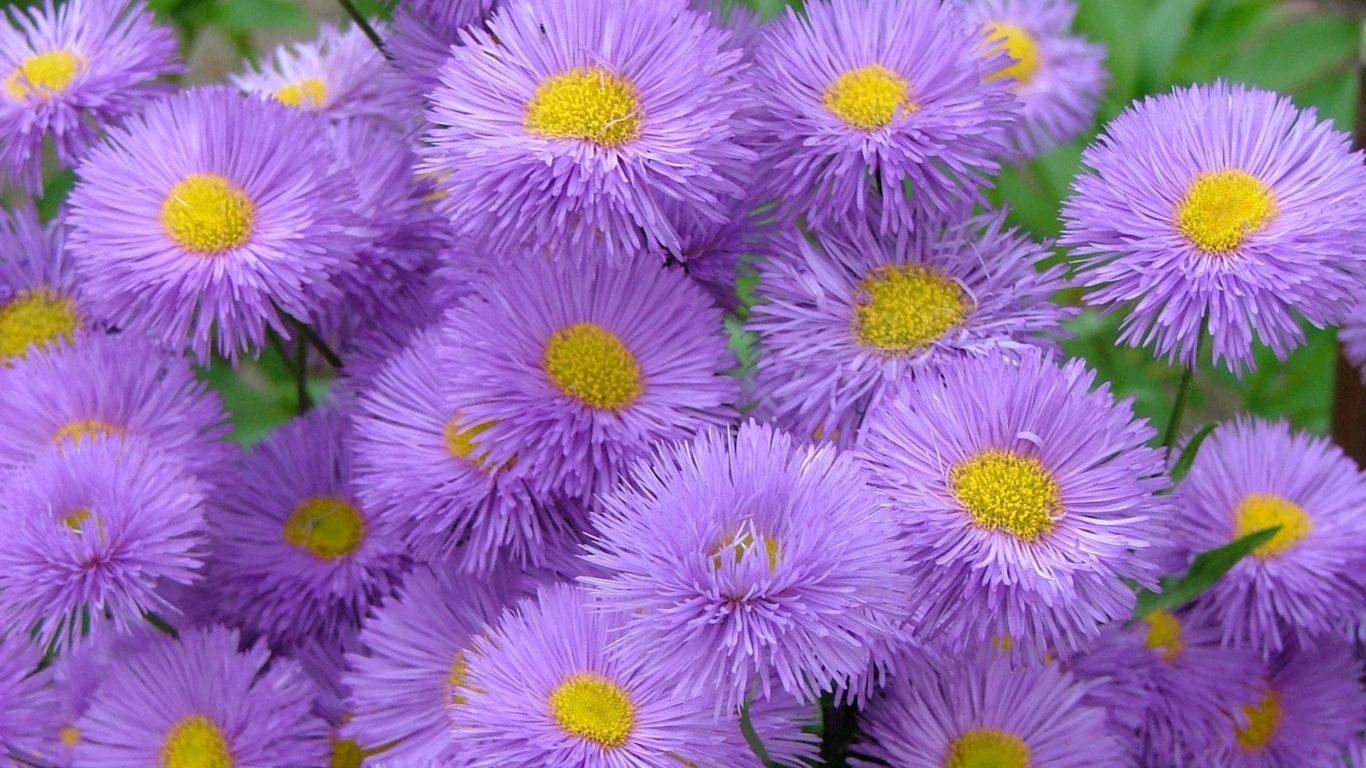 1370x770 Meadow Wildflowers Aster Purple Flowers National Park Glacier, Desktop