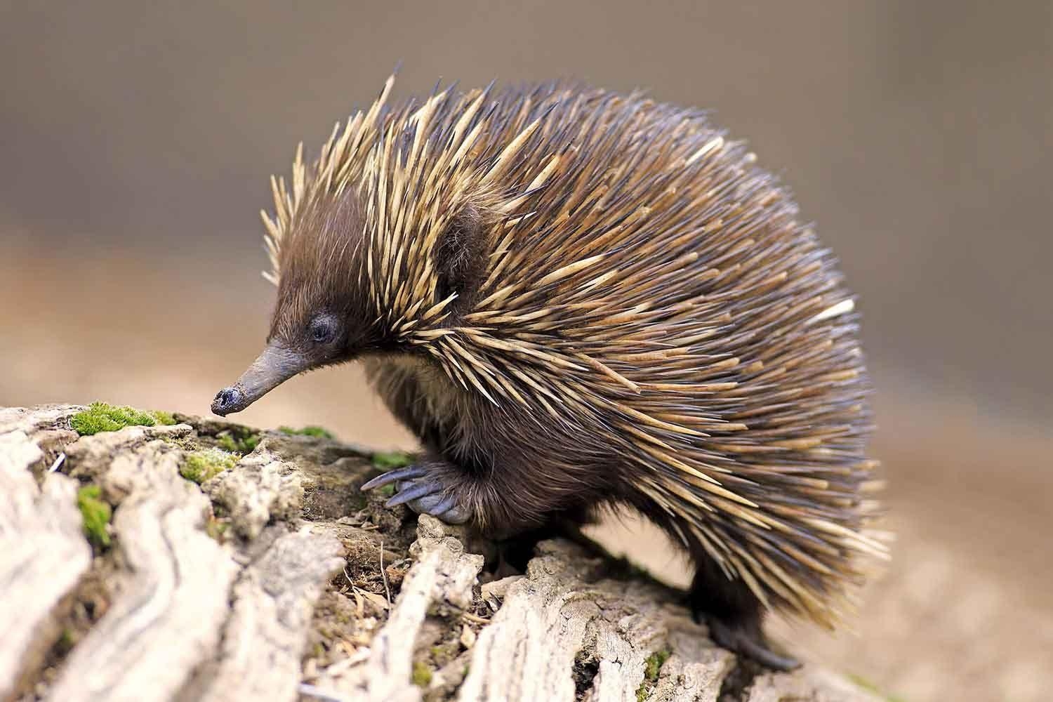 1500x1000 echidna baby wallpaper /echidna, Desktop