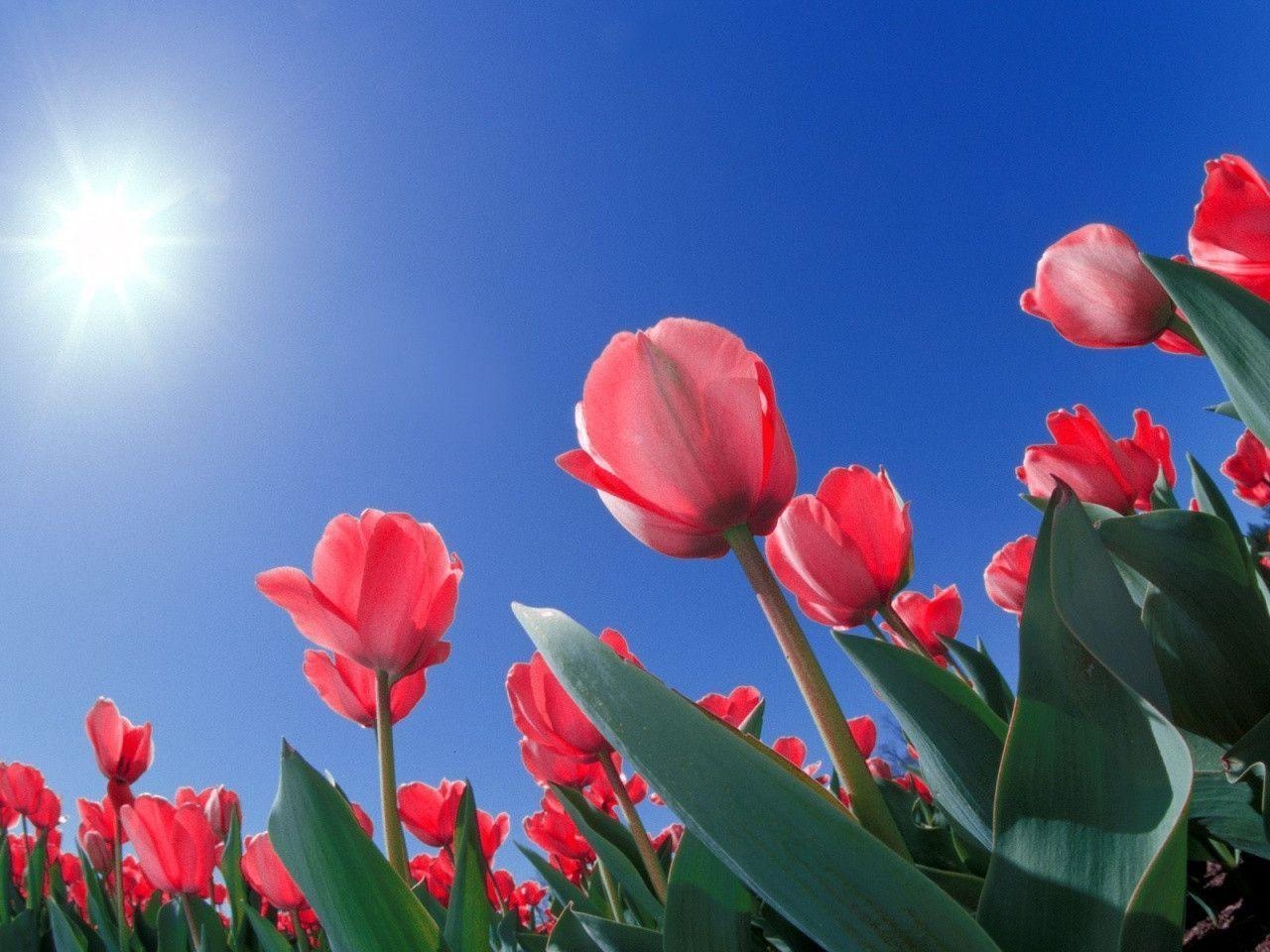 1280x960 Tulip Wallpaper 39499 HD Desktop Background and Widescreen, Desktop