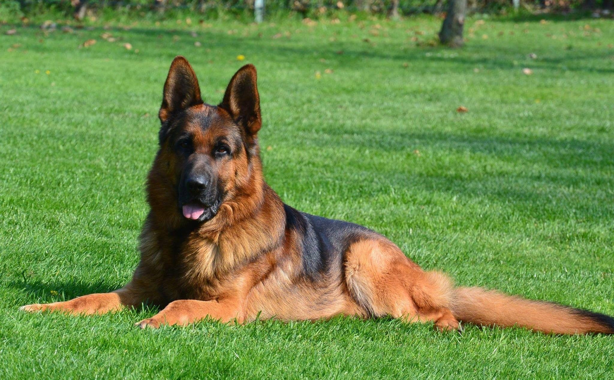 2050x1270 Dogs: Police Dog Shepherd German Red Wallpaper Live HD 16:9 High, Desktop