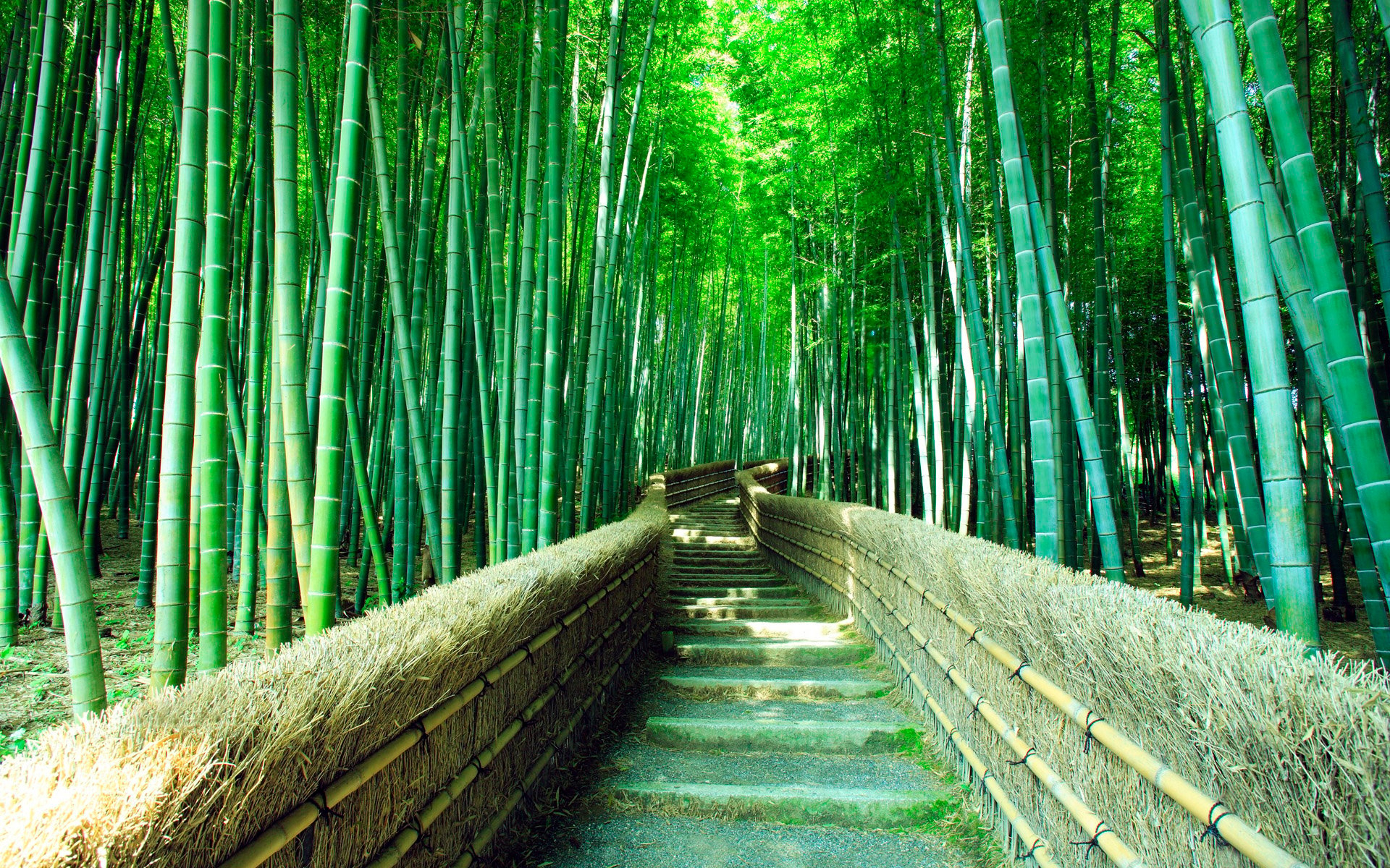 1920x1200 Footpath in Sagano bamboo forest, Kyoto, Japan, Desktop