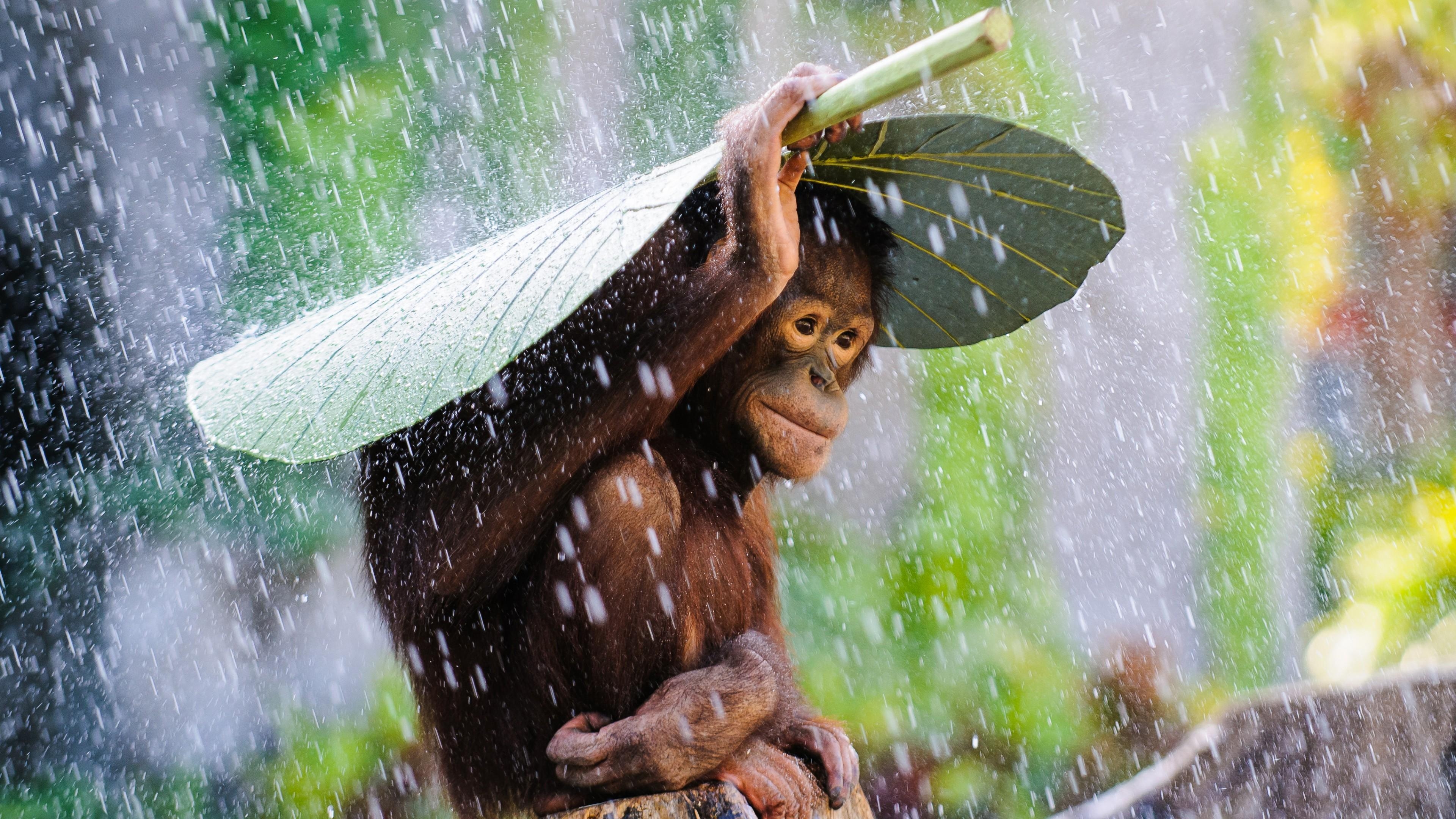 3840x2160 Wallpaper Chimpanzee, Congo River, tourism, banana, leaves, rain, Desktop