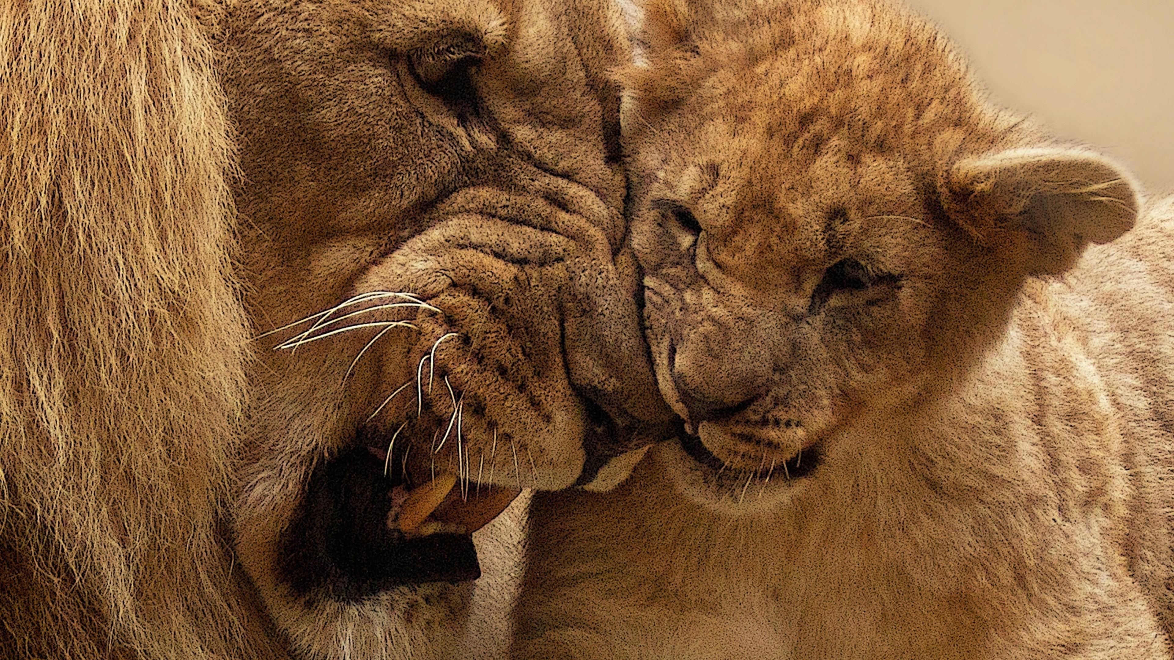 3840x2160 Wallpaper 4k Lion Mother Cub 4k animals wallpaper, cub wallpaper, lion wallpaper, mother wallpaper, Desktop