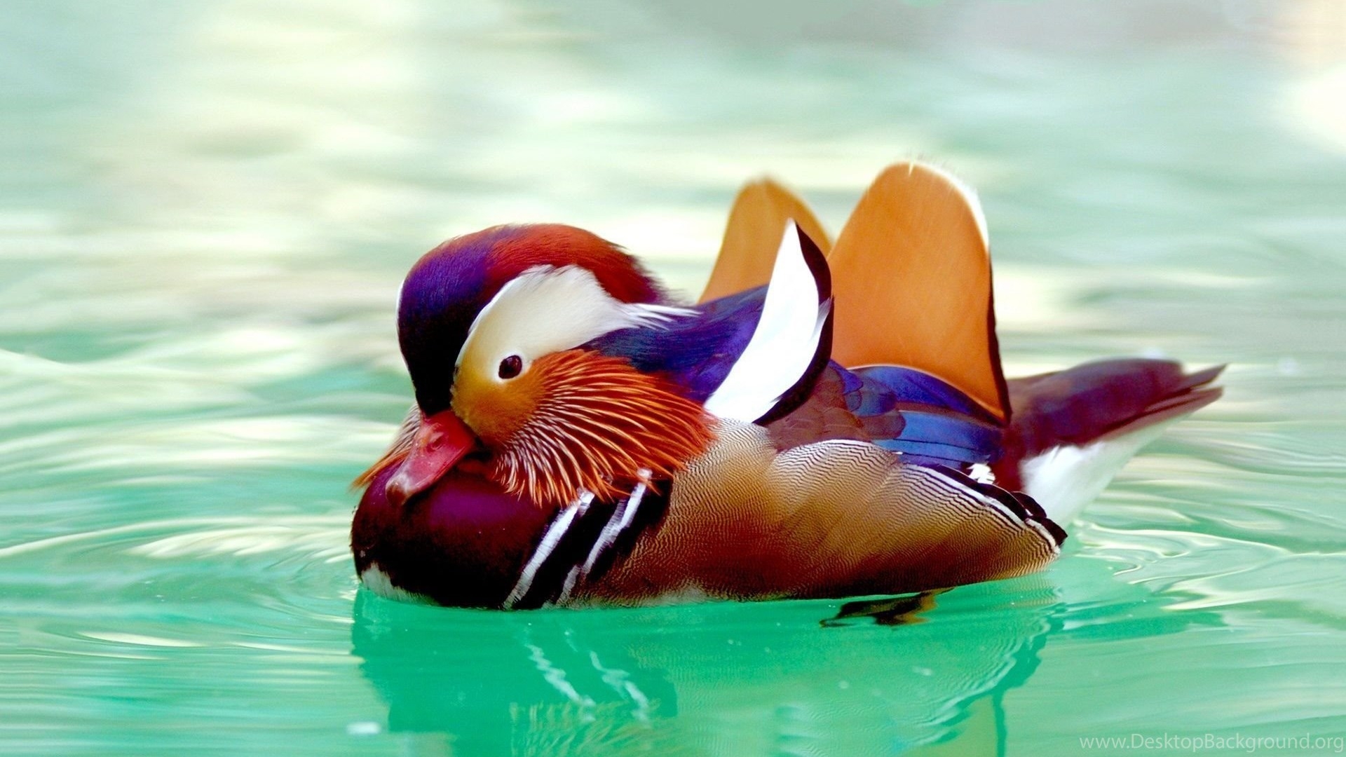 1920x1080 Mandarin Duck Desktop Background, Desktop