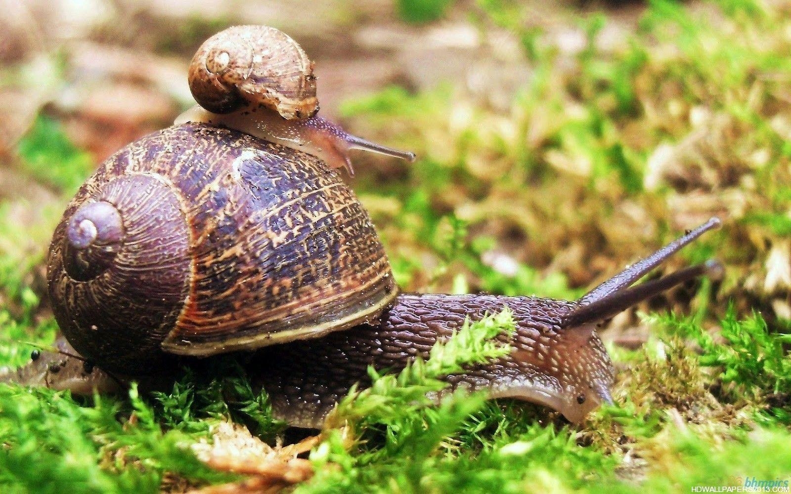 1600x1000 Snail Desktop Wallpaper. High Definition Wallpaper, High, Desktop