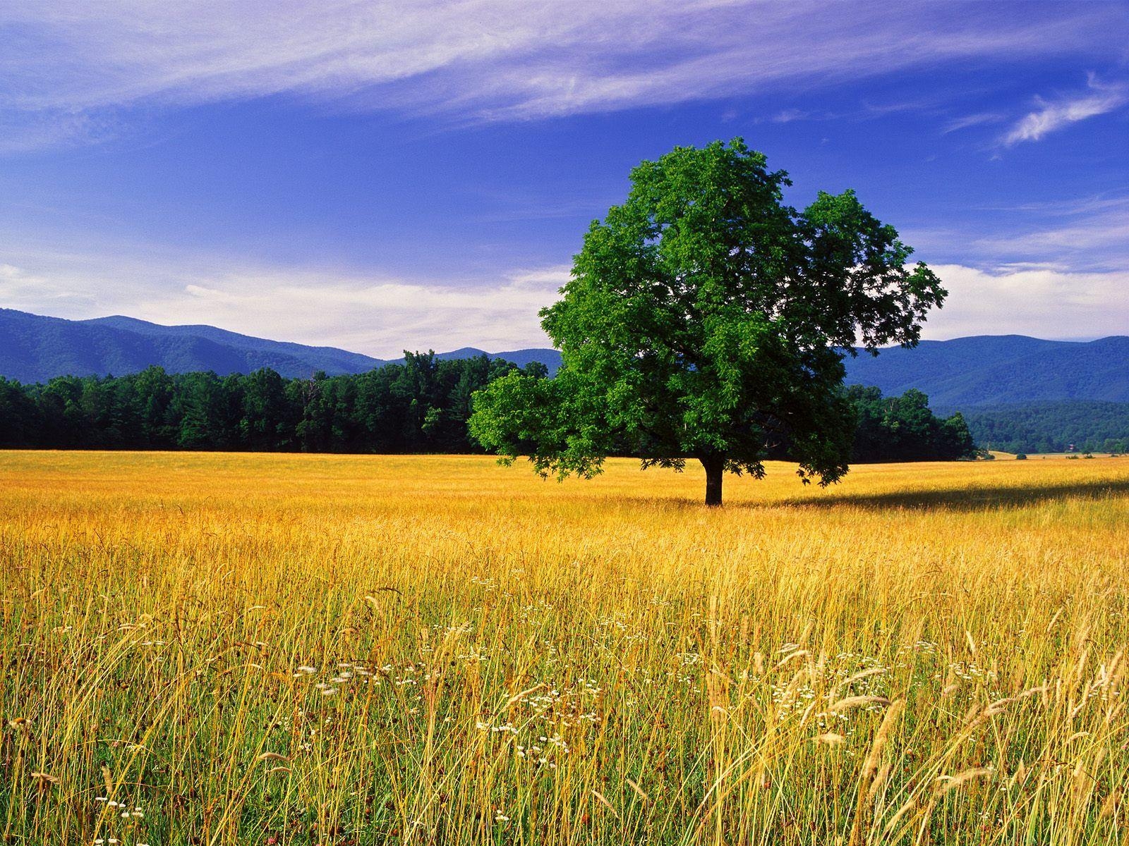 1600x1200 Single White Oak Great Smoky Mountains National Park Tennessee, Desktop