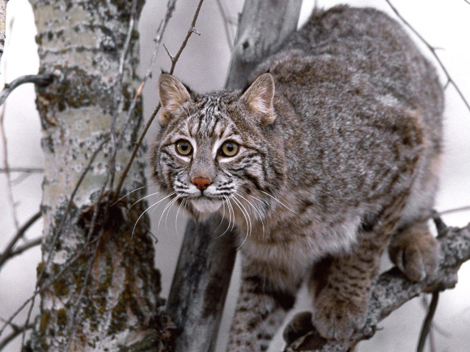 1600x1200 Bobcat Wallpaper, Desktop