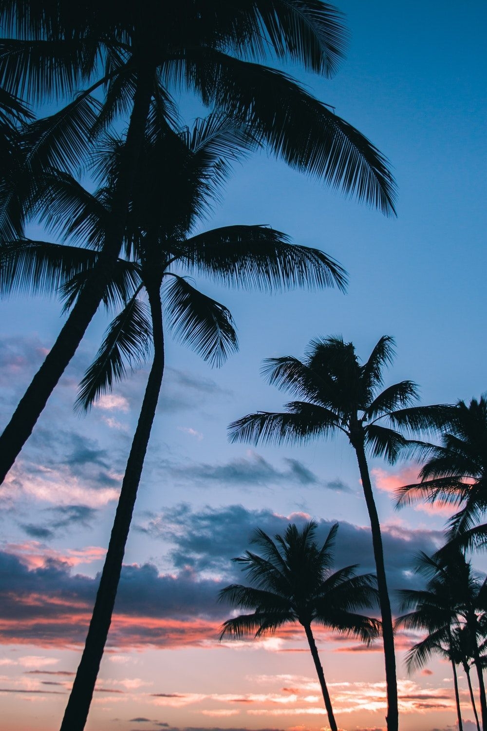 1000x1500 low angle photography of coconut trees. Tree wallpaper iphone, Phone