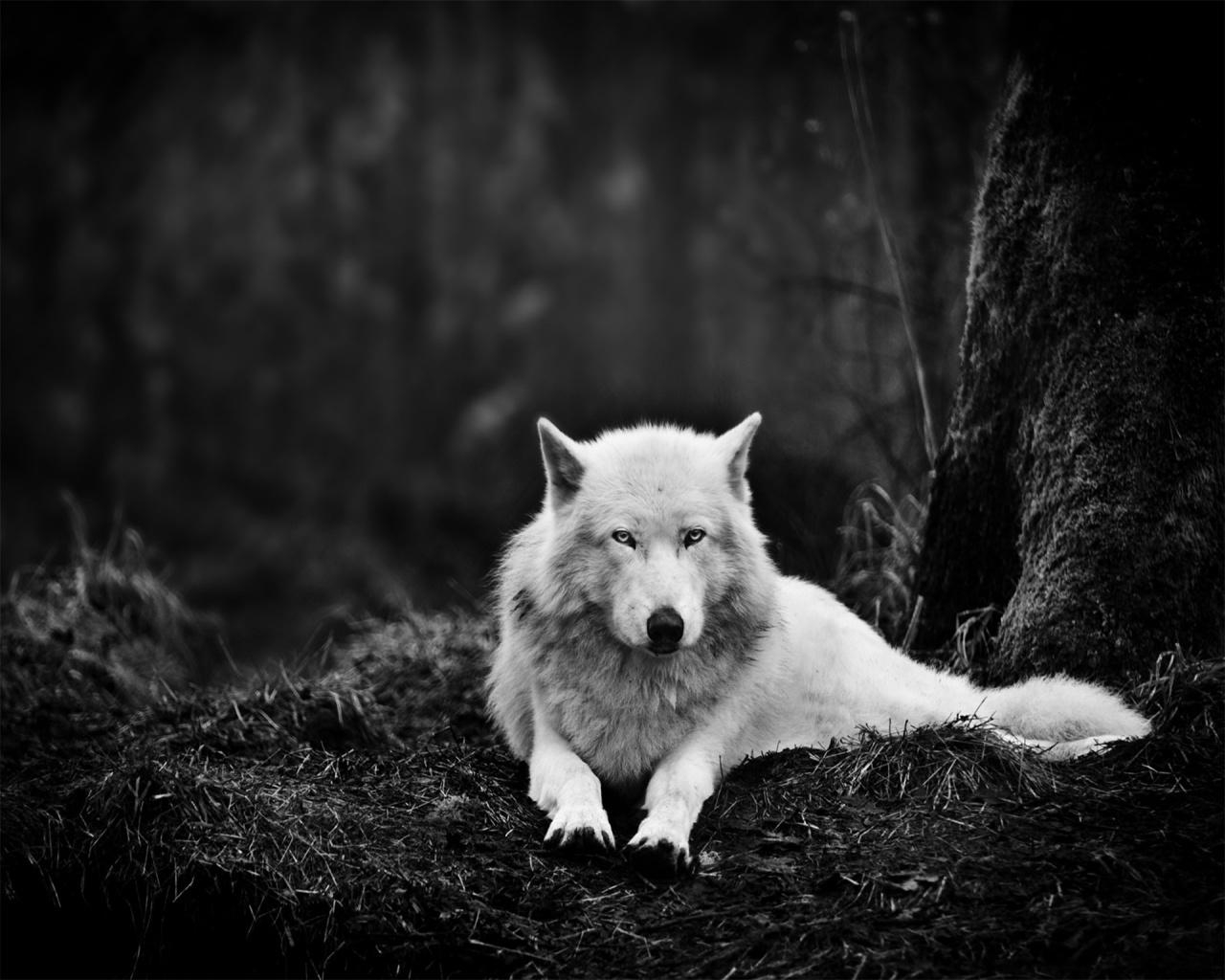 1280x1030 White Wolf in the Wild desktop PC and Mac wallpaper, Desktop