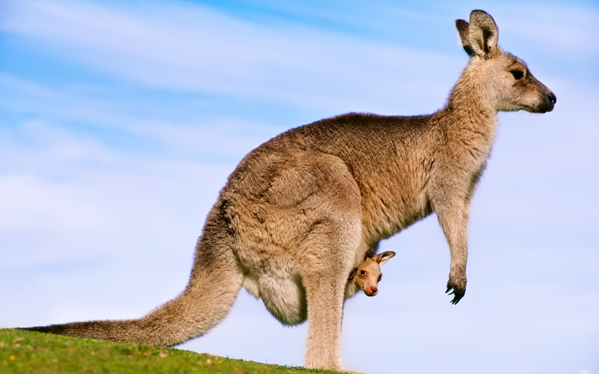 1920x1200 Kangaroo Wallpaper, Picture, Image, Desktop