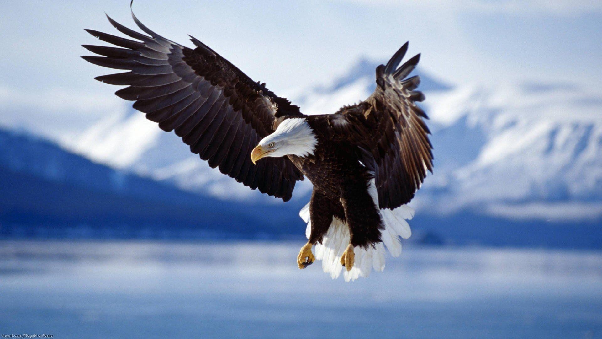 1920x1080 Bald Eagle HD Wallpaper and Background Image, Desktop