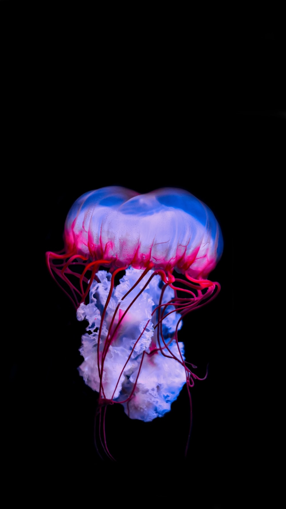 1000x1780 Jellyfish Picture [HD]. Download Free Image, Phone