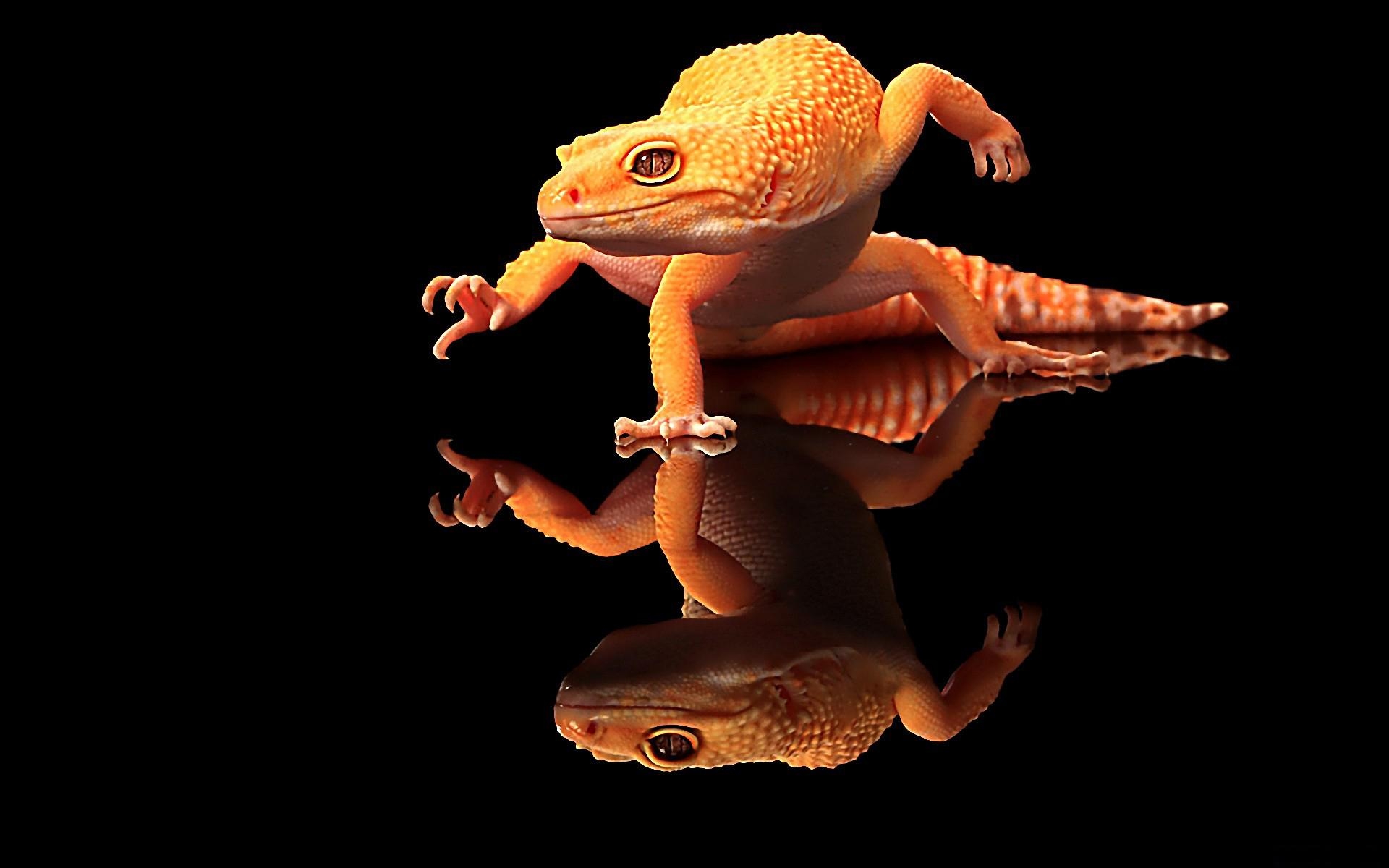 1920x1200 Gecko HD Wallpaper, Desktop