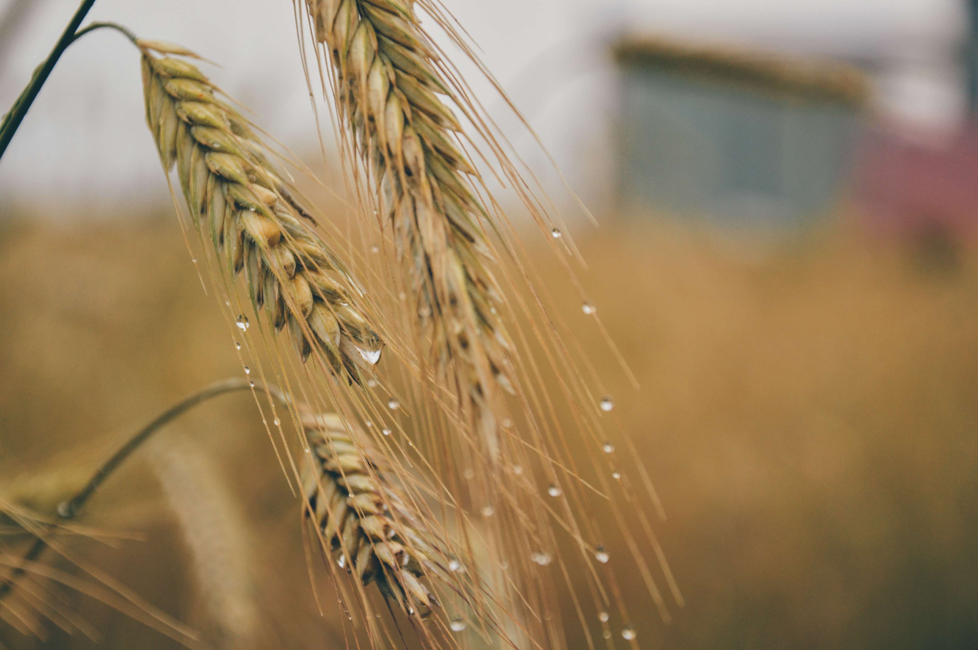 3840x2560 agriculture, barley, corn, field, grain, raindrops, wheat 4k wallpaper, Desktop