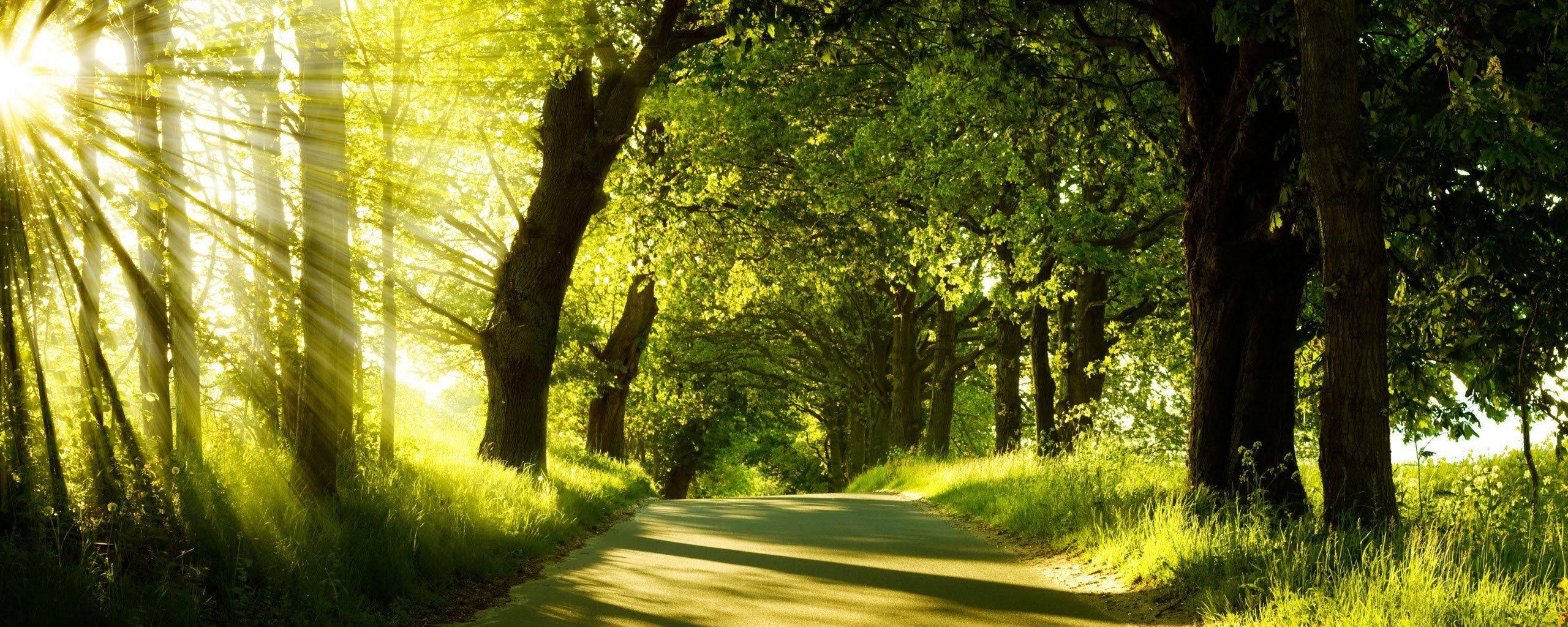 2560x1030 Nature trees forests paths woods sunlight wallpaperx1024, Dual Screen