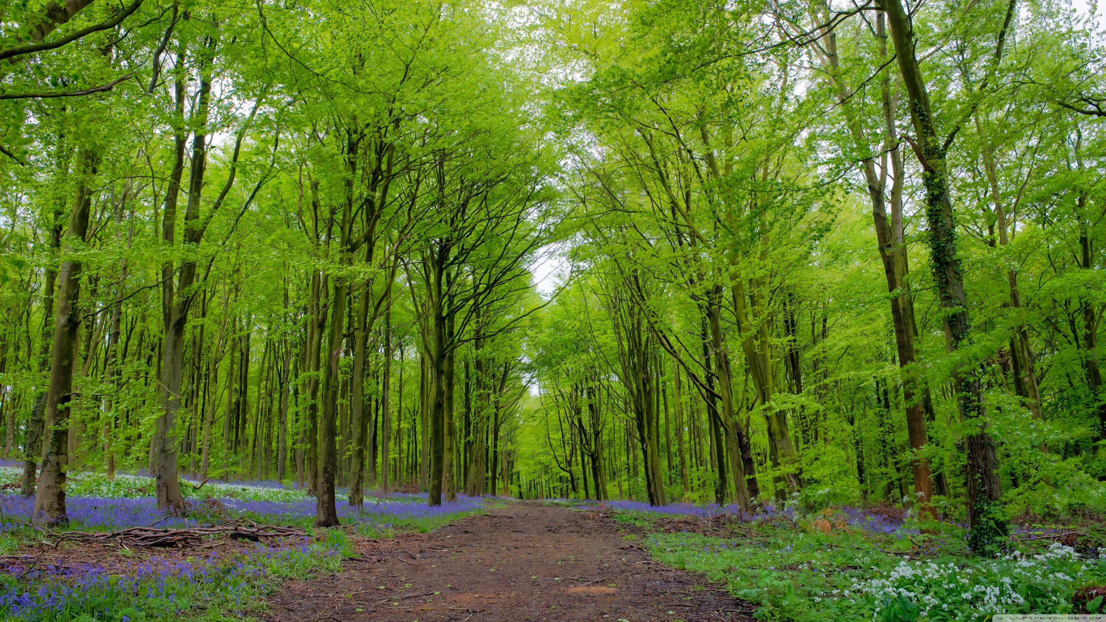 3840x2160 Forest, Green Trees, Spring Ultra HD Desktop Background, Desktop