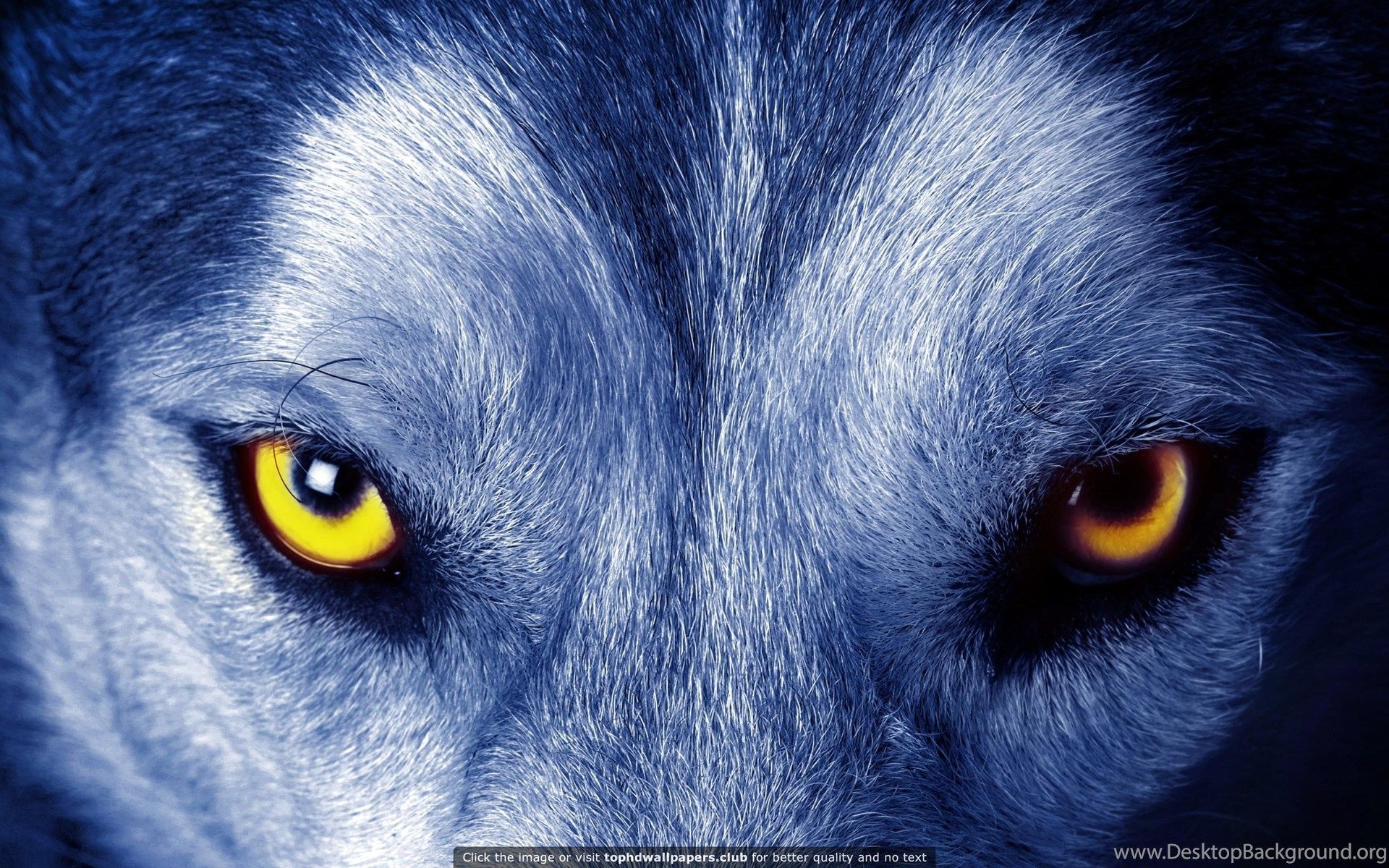 1920x1200 Best Wolf 4K Or HD Wallpaper For Your PC, Mac Or Mobile Device Desktop Background, Desktop