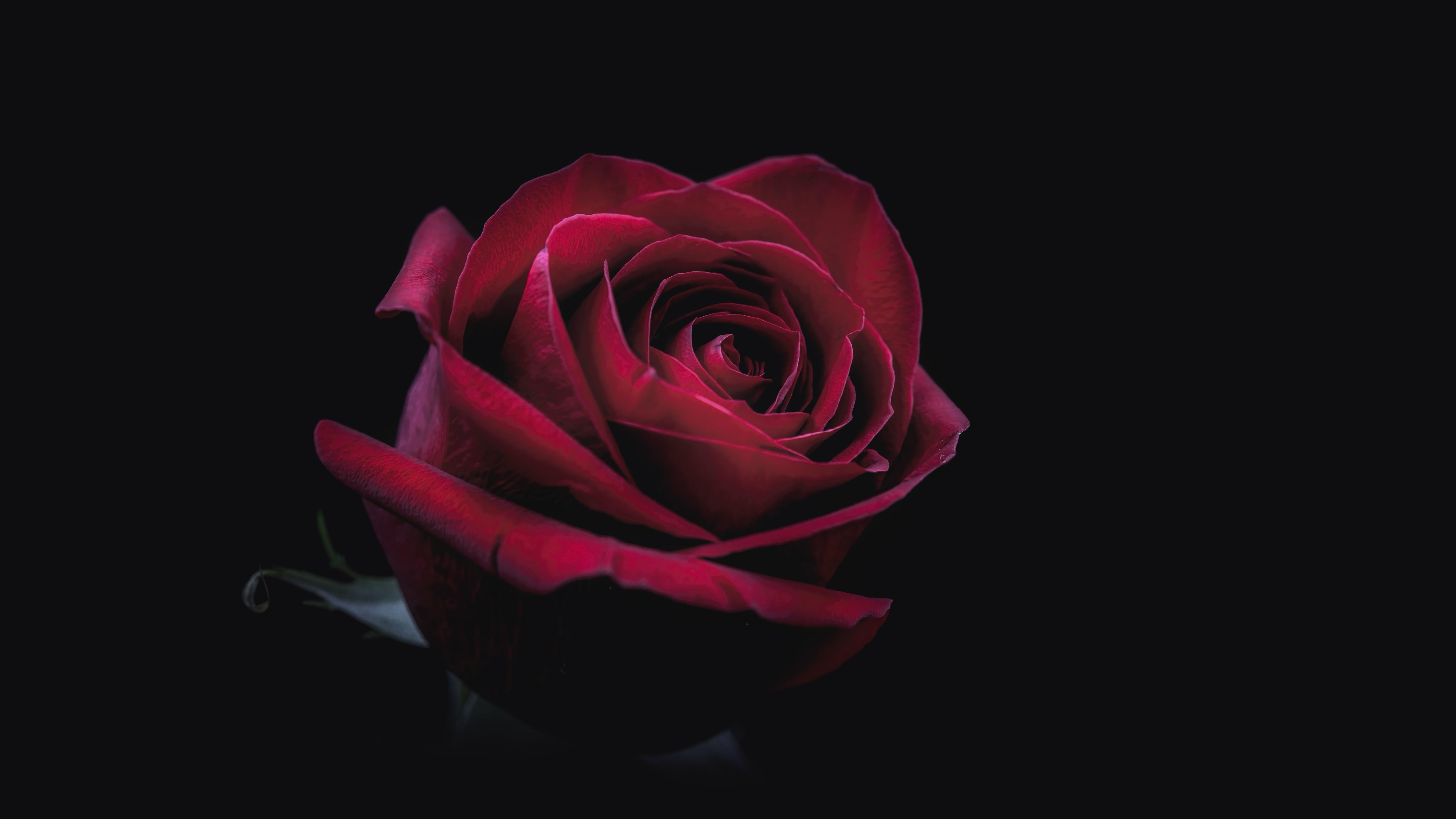 7680x4320 Rose Oled 8k 8k HD 4k Wallpaper, Image, Background, Photo and Picture, Desktop