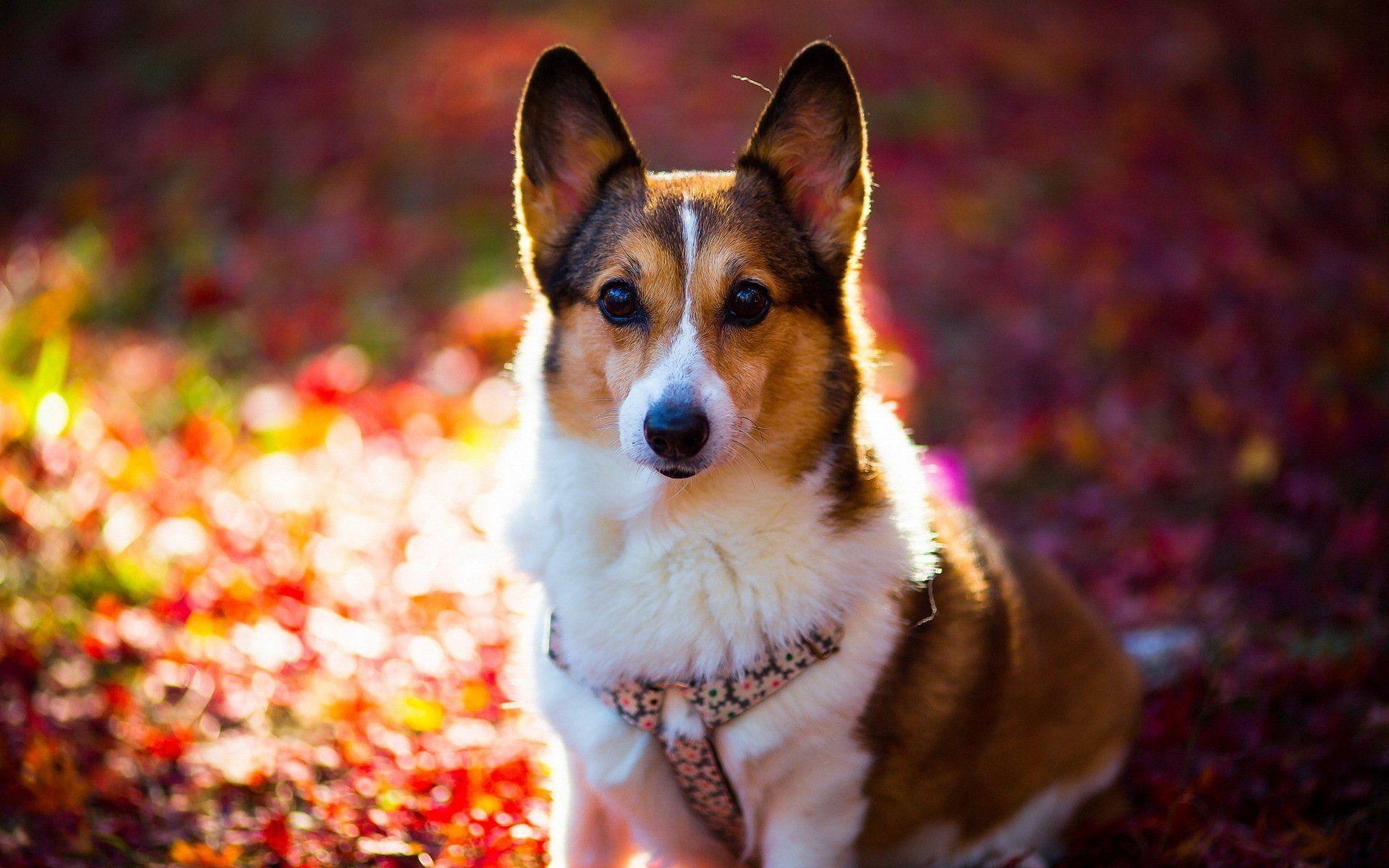 1920x1200 Corgi HD Wallpaper and Background Image, Desktop