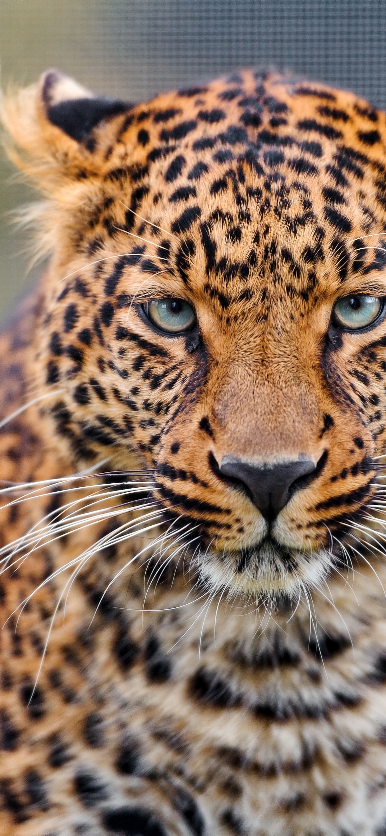 1250x2690 Leopard Wallpaper 4K, Closeup, Zoo, Wild animal, Face, Phone