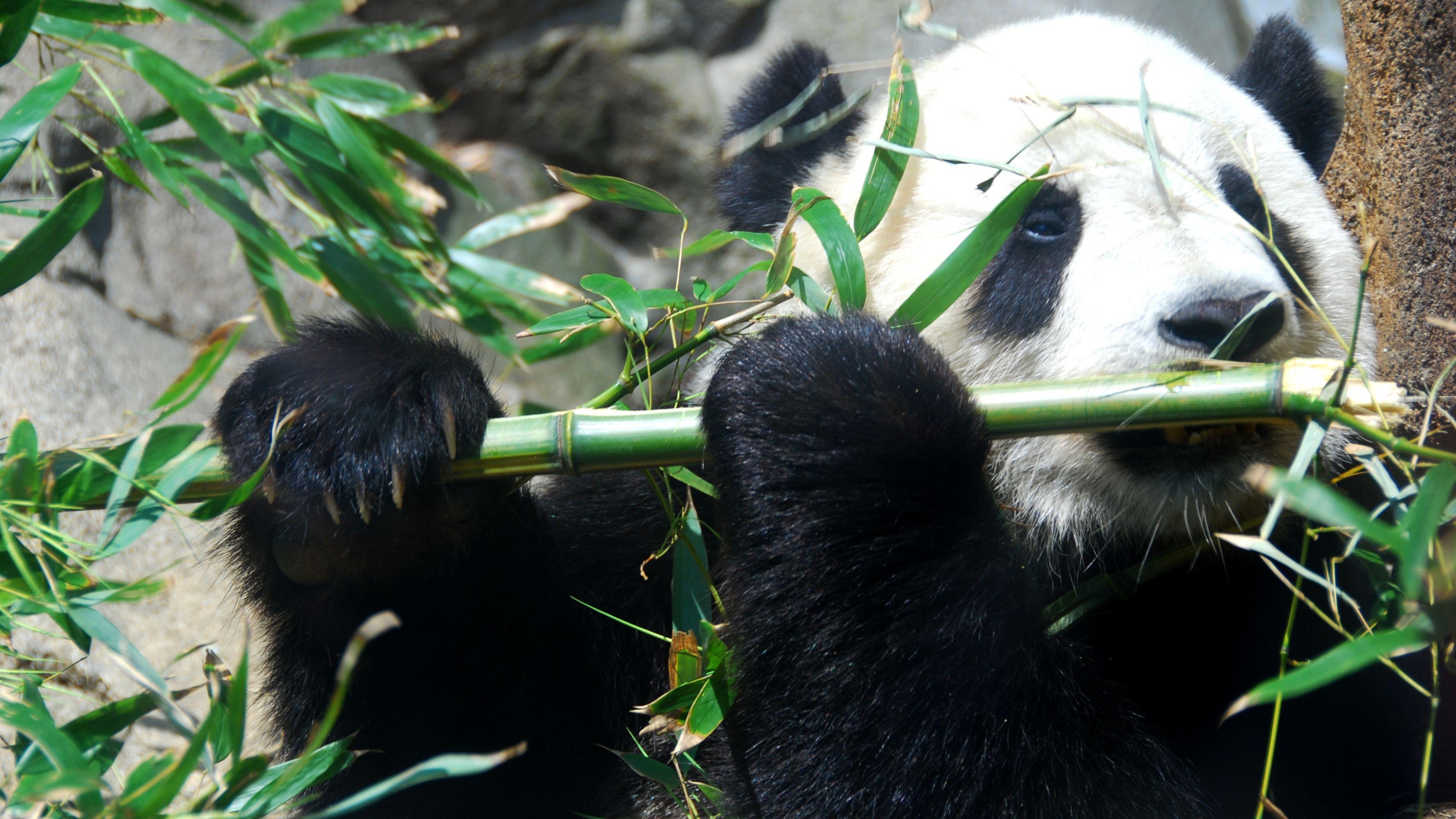 3840x2160 Panda bear playing flute wallpaper, Desktop