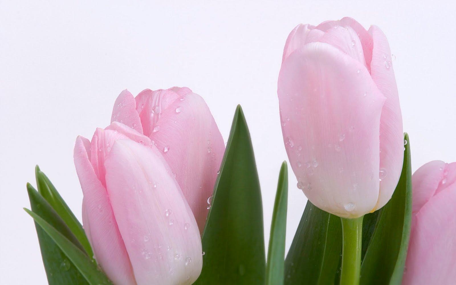 1600x1000 Pink Tulips Wallpaper, Desktop