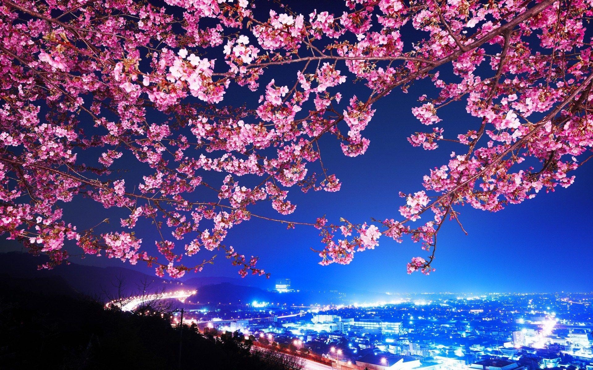 1920x1200 Cherry Blossom Desktop Background Wallpaper. Wallpaper, Desktop