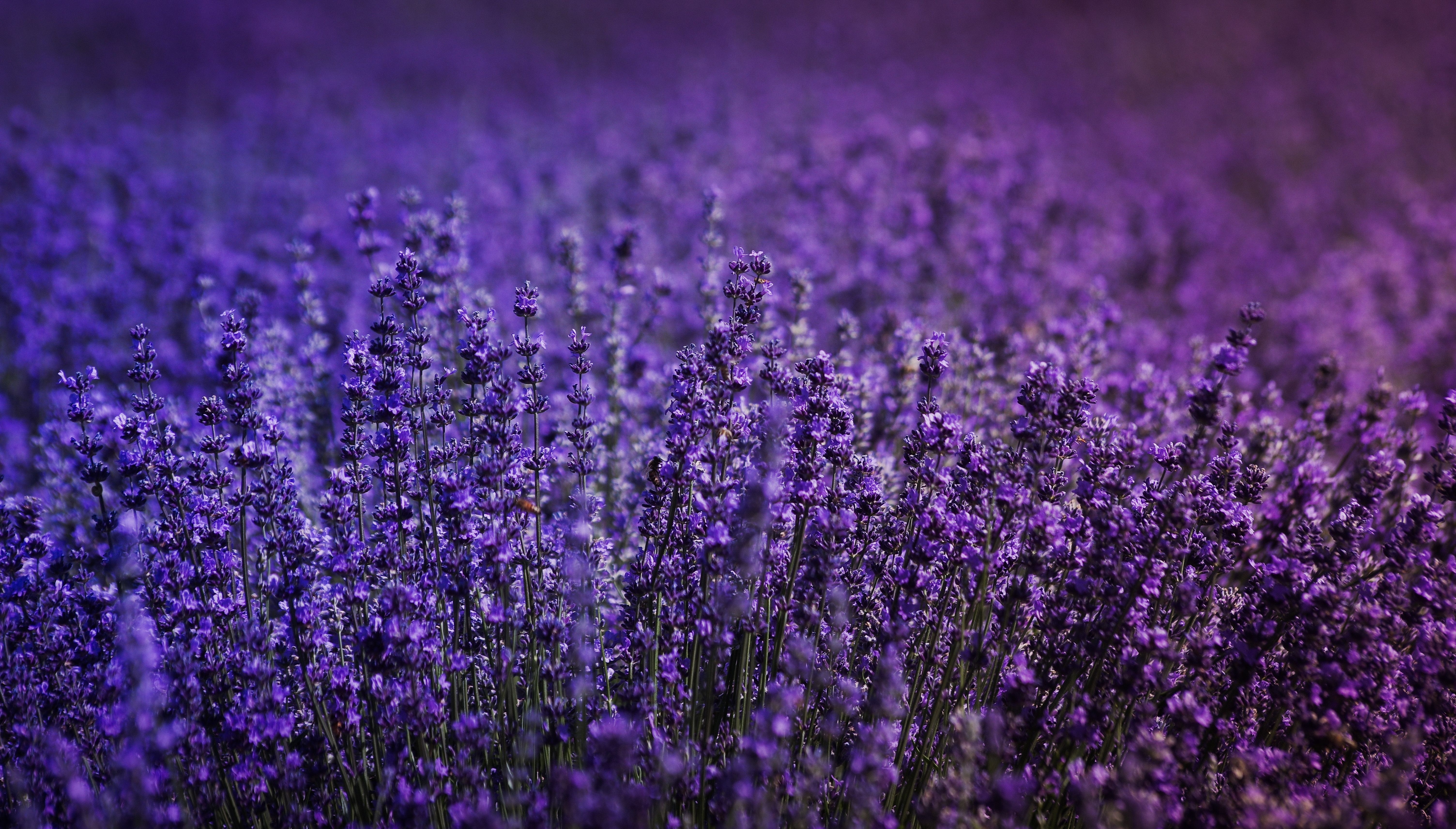 6020x3430 Lavender Wallpaper, Desktop