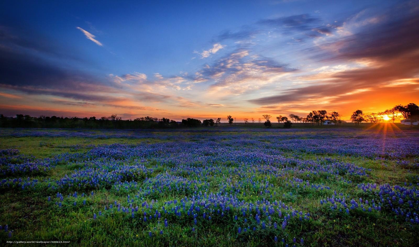 1600x950 Texas Bluebonnets Wallpaper 14 X 943, Desktop