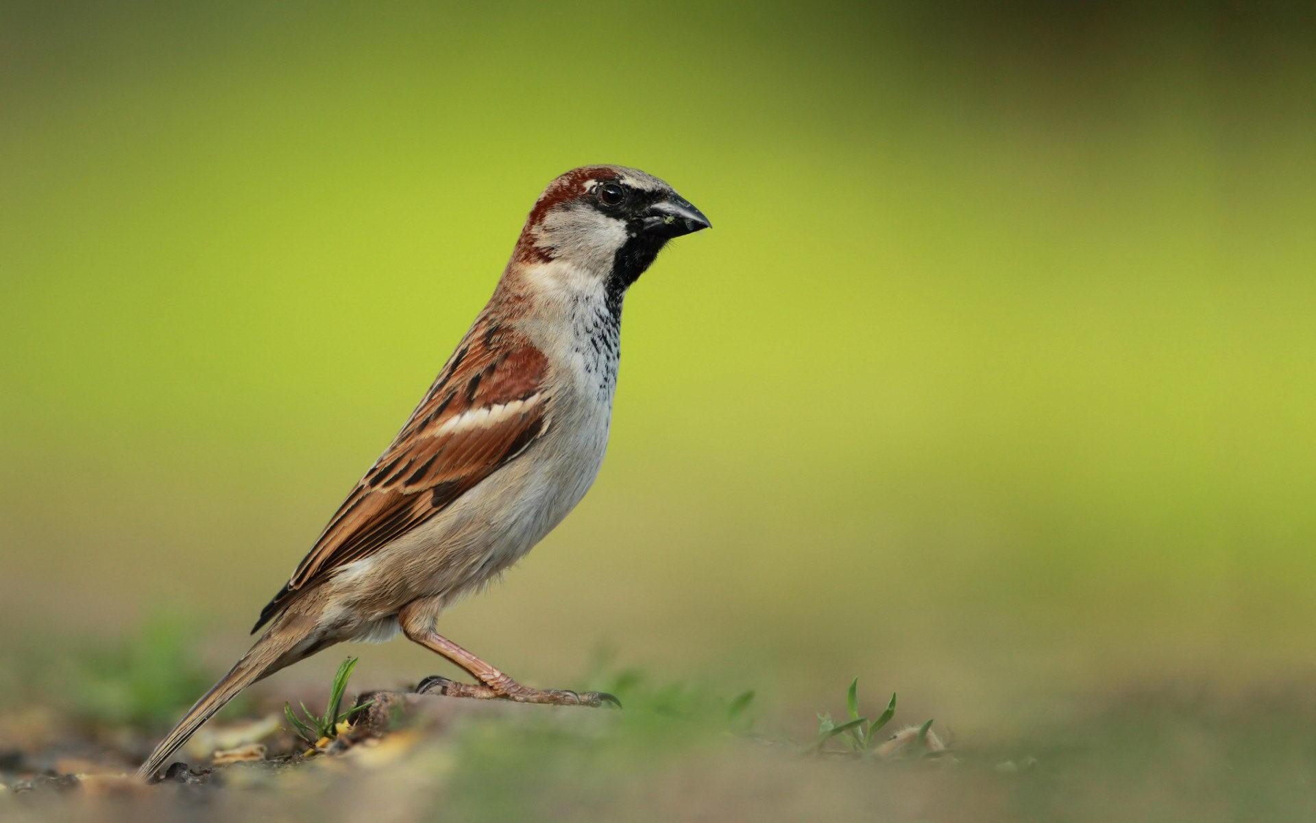 1920x1200 Sparrow Wallpaper HD, Desktop