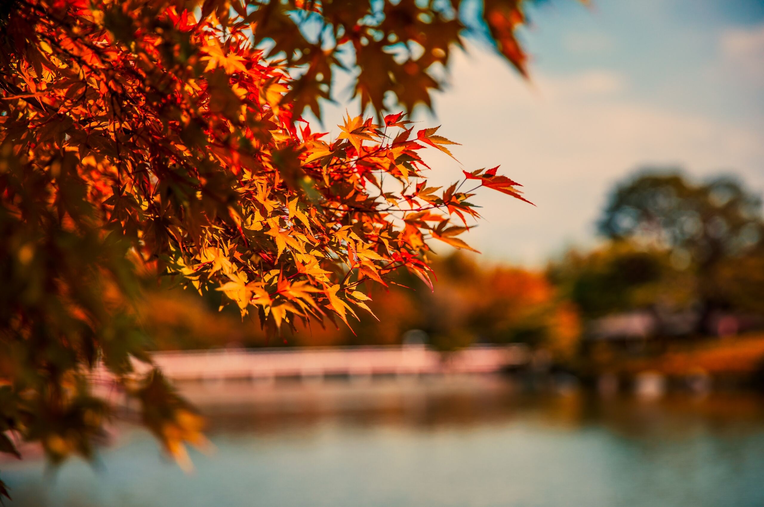 2560x1700 Maple Tree Autumn Lake 5k Chromebook Pixel HD 4k Wallpaper, Image, Background, Photo and Picture, Desktop