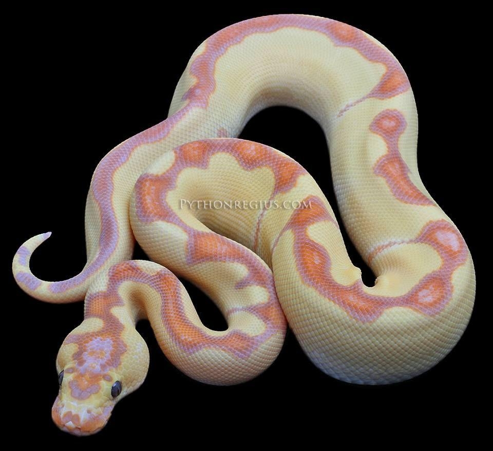 960x880 Ball Python Enchi Clown bred by pythonregius.com, Desktop