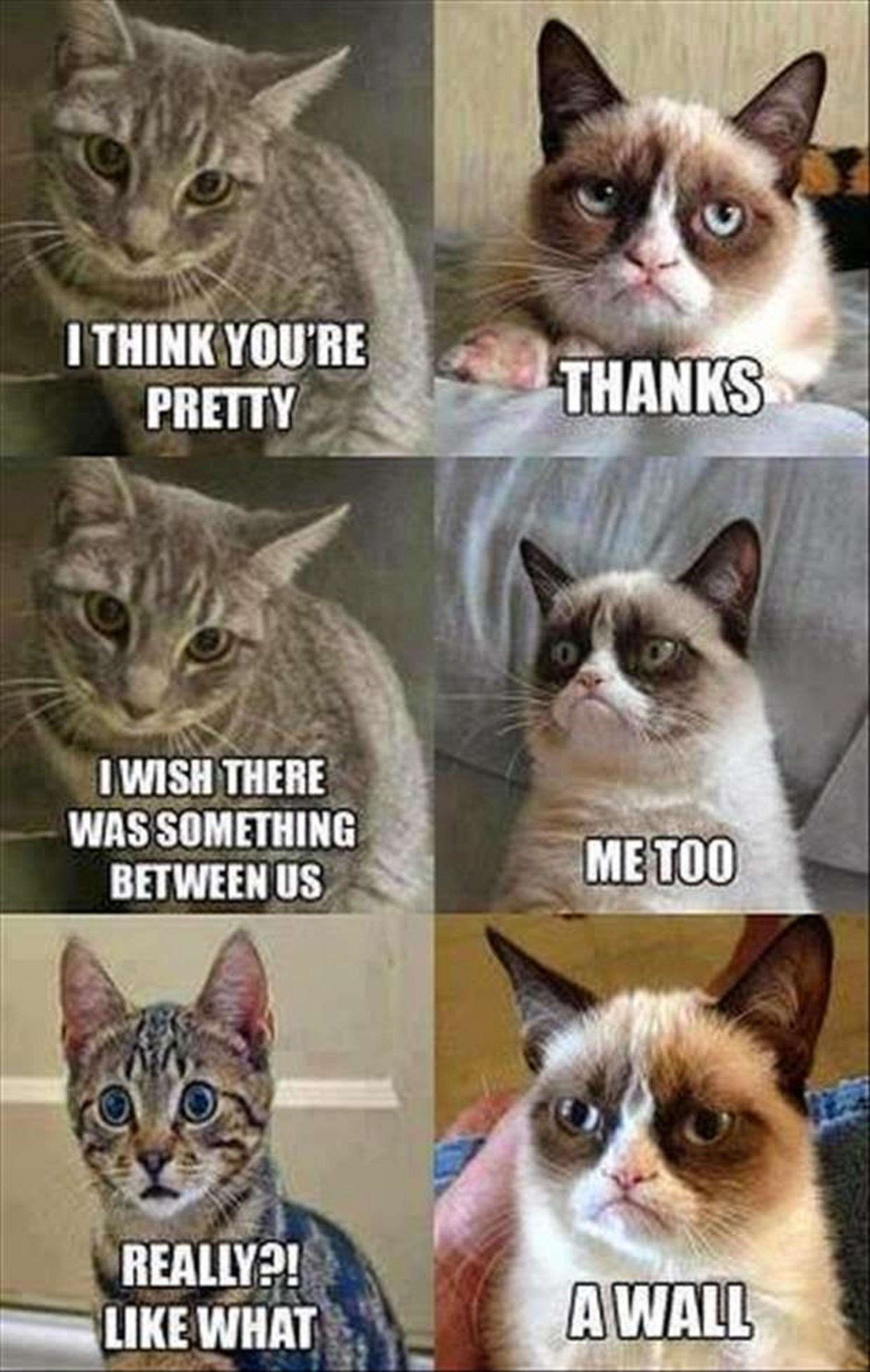 1860x2940 Happy Birthday Funny Cat Meme /happy Birthday Funny Cat Meme/ HD Wallpaper. Grumpy Cat Humor, Funny Animal Jokes, Funny Grumpy Cat Memes, Phone