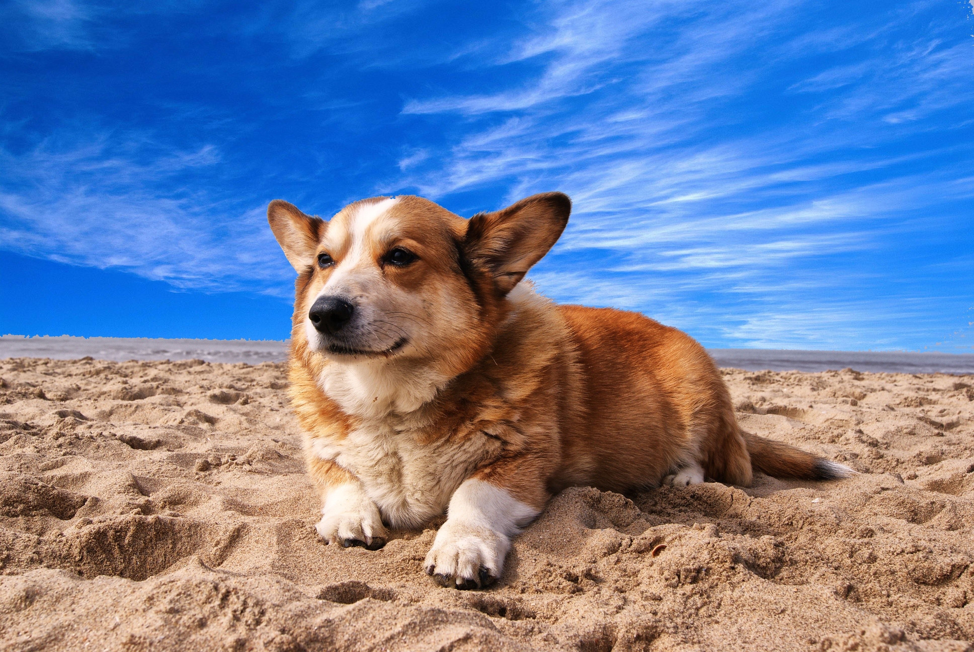 3880x2600 Free photo: Pembroke Welsh Corgi Lying on the Sand Under White Cloud Blue Sky, Beach, Canine, Desktop