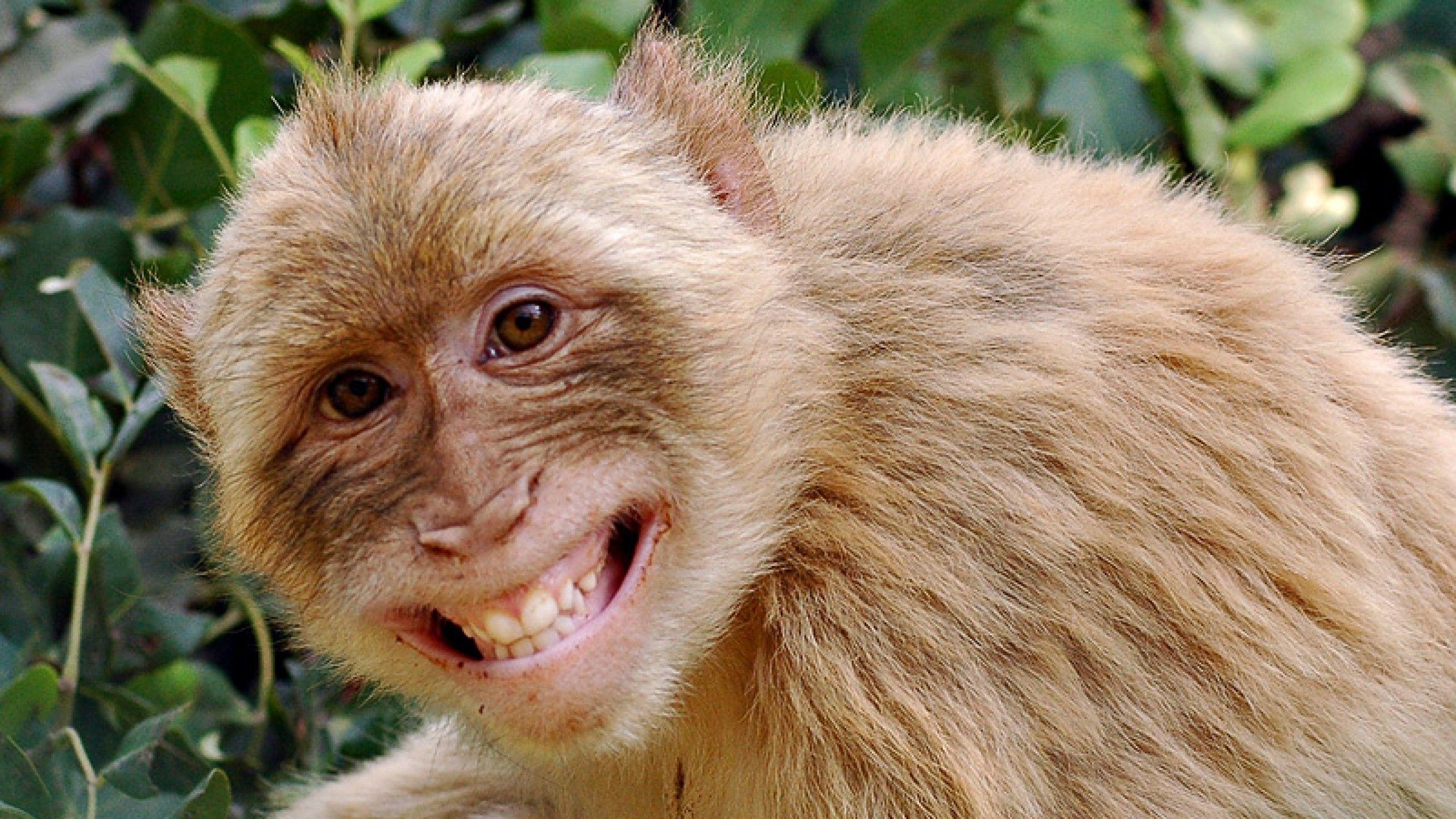 2560x1440 Smile!. Laughing animals, Monkeys funny, Happy animals, Desktop