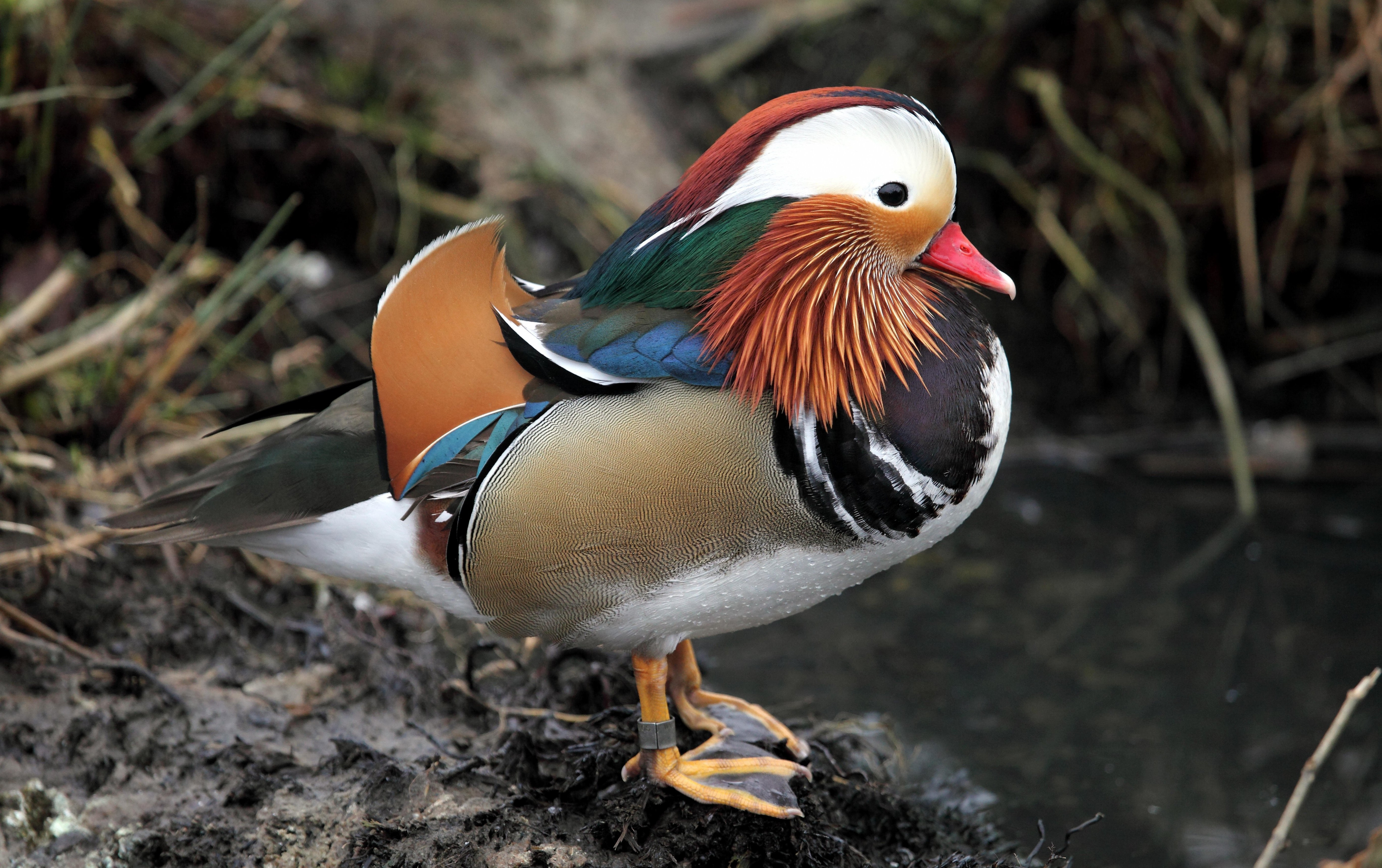 5480x3440 Download  Mandarin Duck, Water, Birds Wallpaper, Desktop