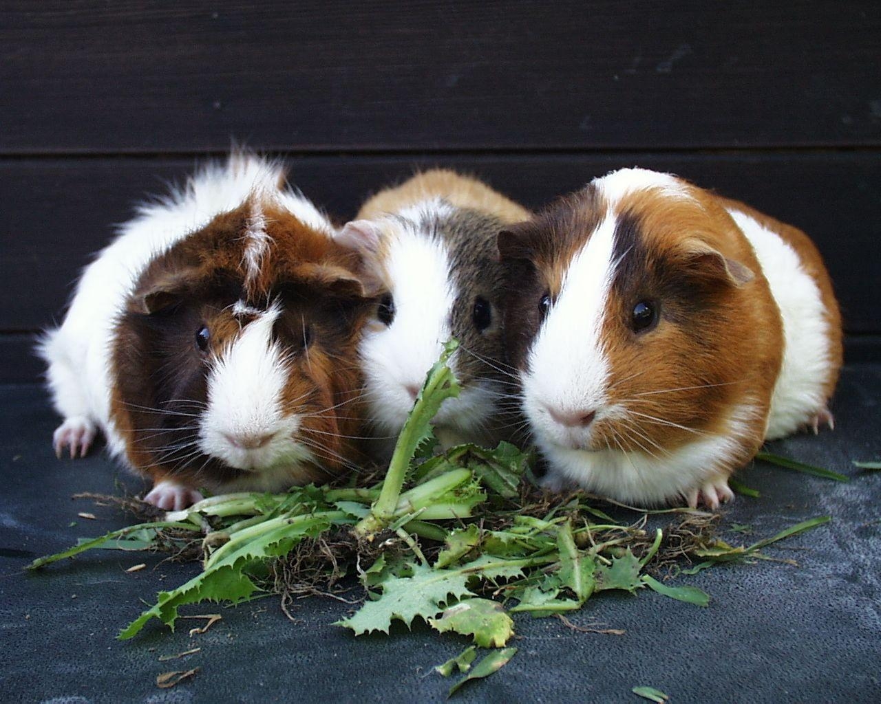 1280x1030 Guinea Pig Wallpaper, Desktop