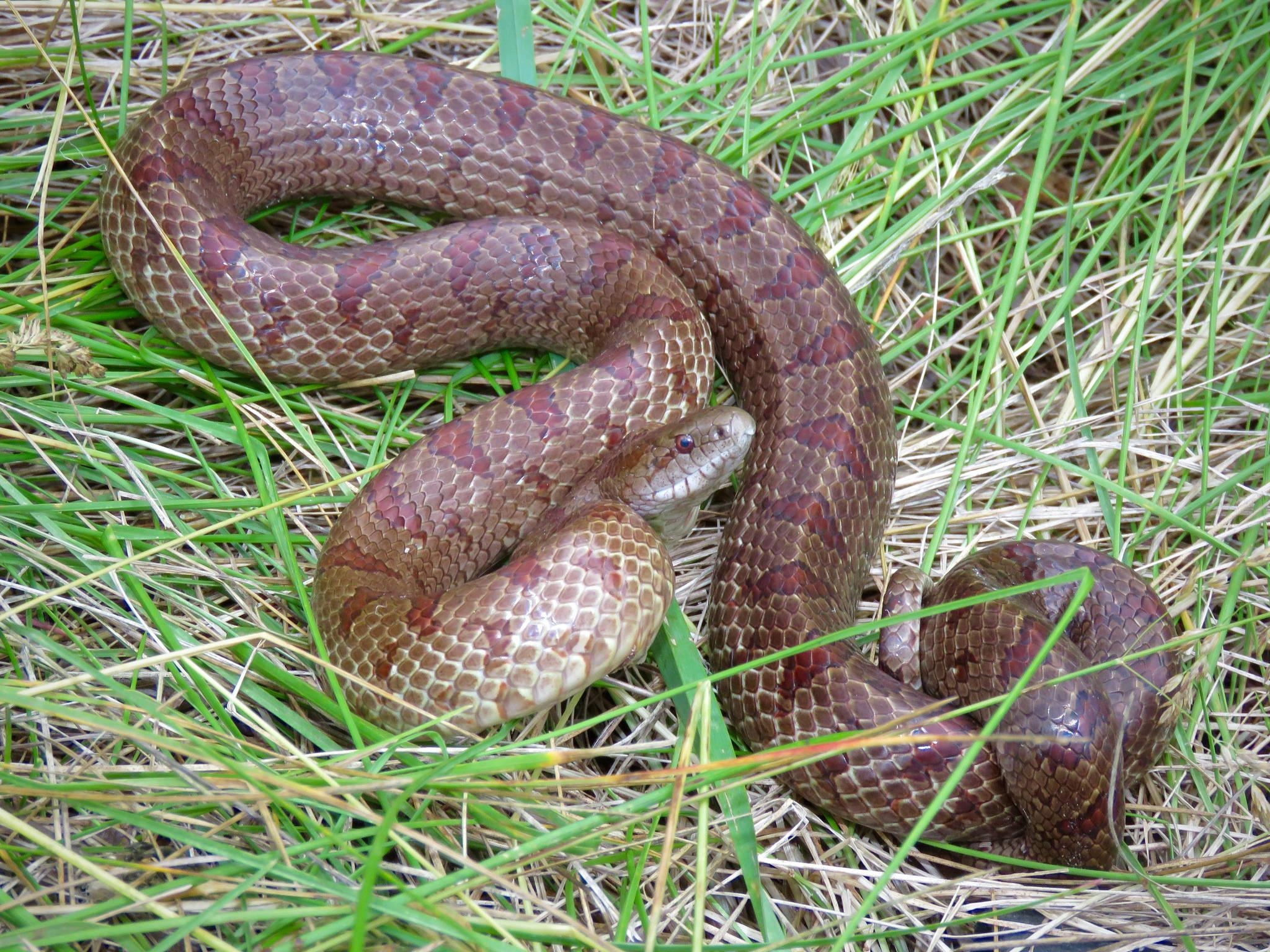 2050x1540 Maryland Biodiversity Project Mole Kingsnake, Desktop