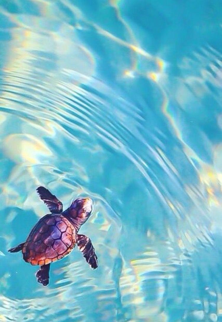 750x1090 Phone wallpaper. Cute turtles, Baby sea, Phone