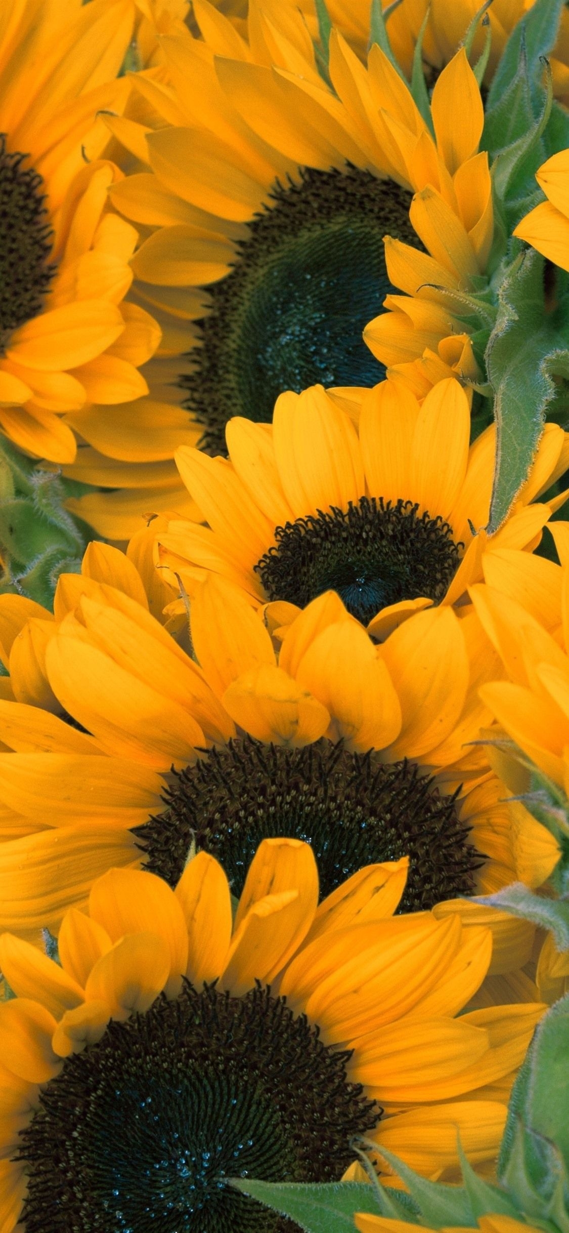 1130x2440 Sunflowers, Yellow Flowers, Summer  IPhone 11 Pro XS X, Phone