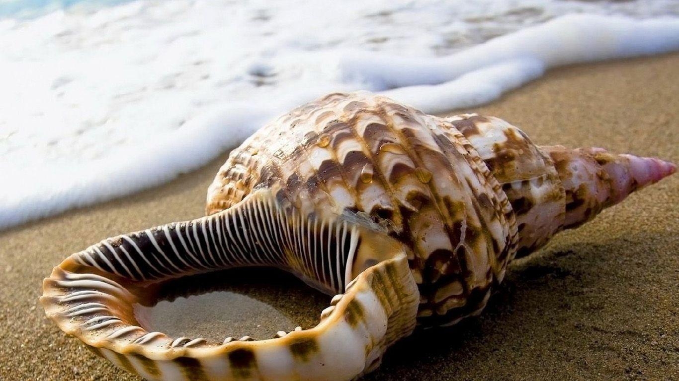 1370x770 Seashell in Sand Wallpaper Background Wallpaper HD, Desktop