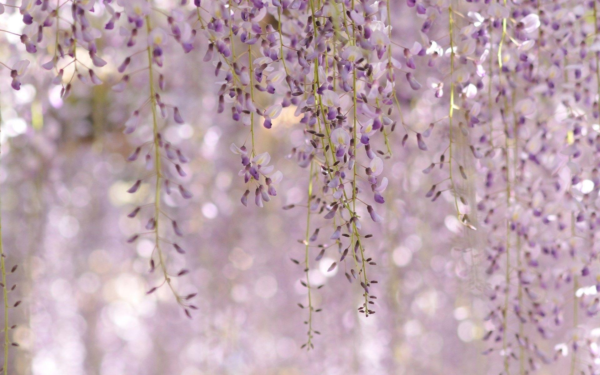 1920x1200 Wisteria Floribunda Royal Purple Flowers, Desktop