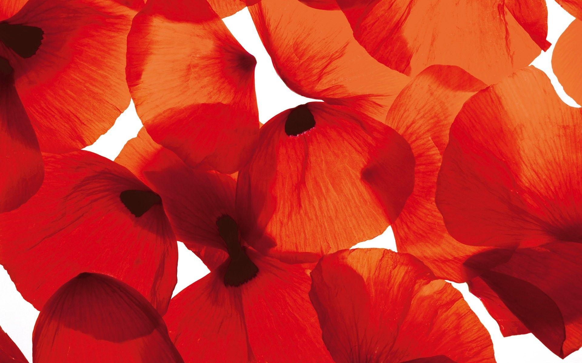 1920x1200 Orange Flowers Poppy wallpaper, Desktop