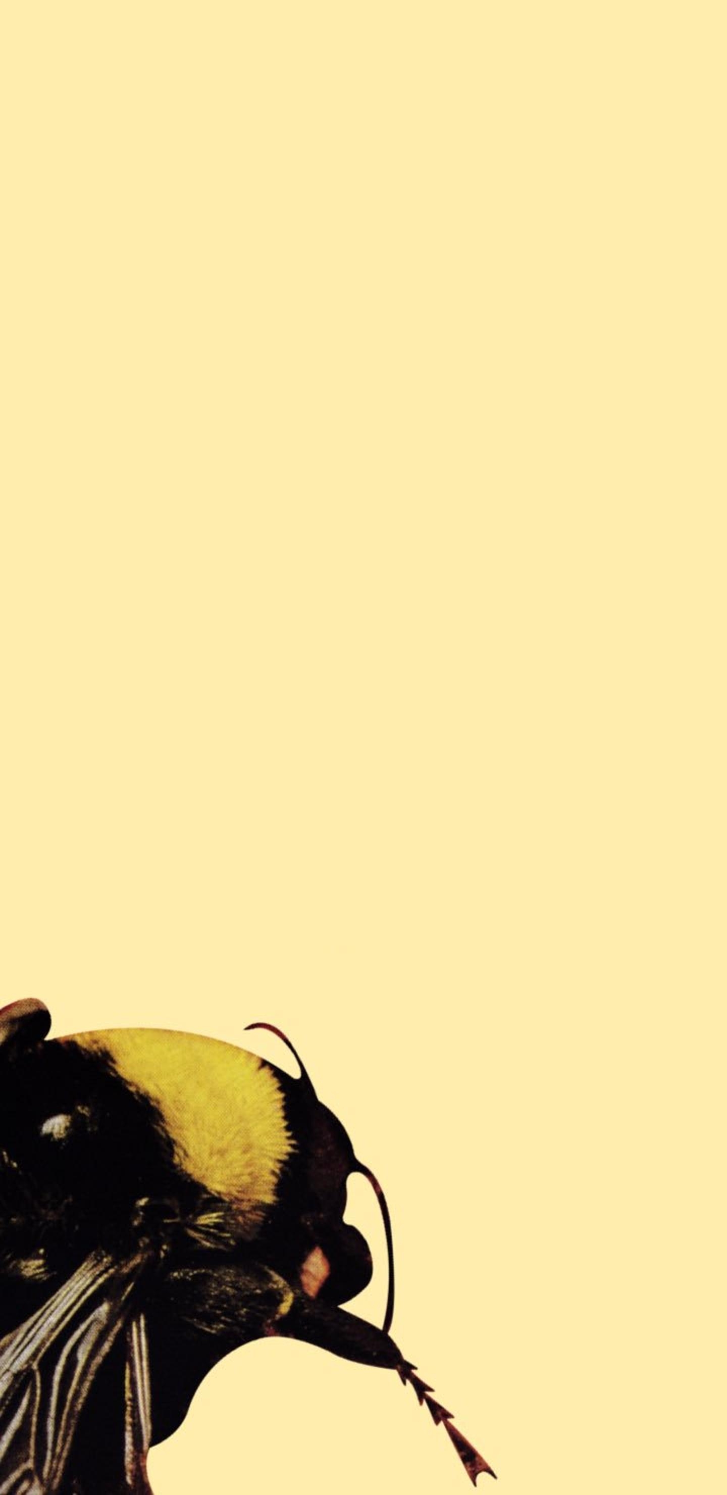 1440x2960 Tyler the Creator Phone Wallpaper Free Tyler the Creator, Phone