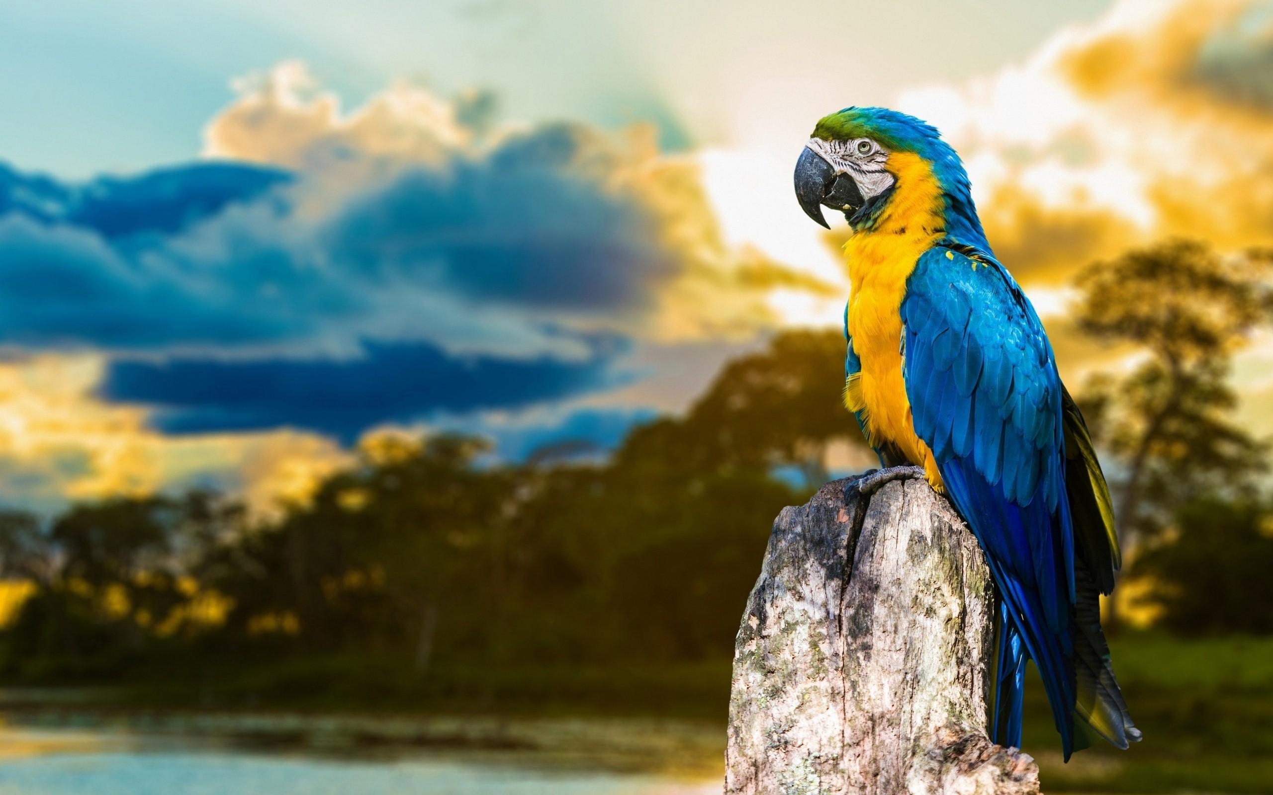 2560x1600 Macaw Parrot Wallpaper, Desktop