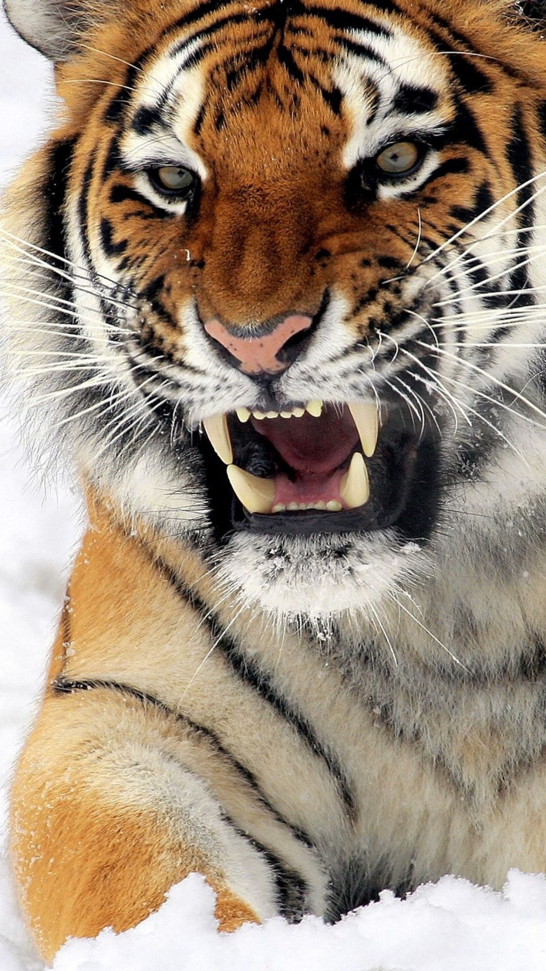 1080x1920 Tiger iPhone, iPhone, Desktop HD Background / Wallpaper (1080p, 4k) (1242x2208) (2020), Phone