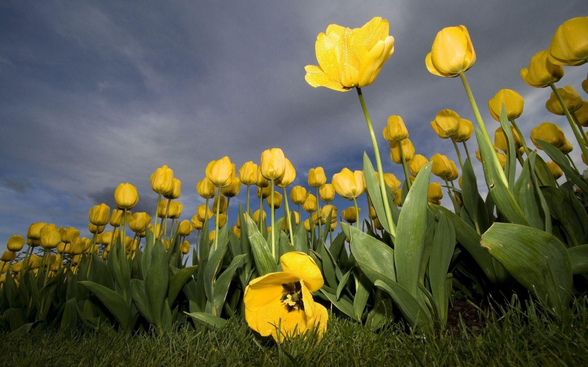 1920x1200 Yellow Flowers Wallpaper HD, Desktop